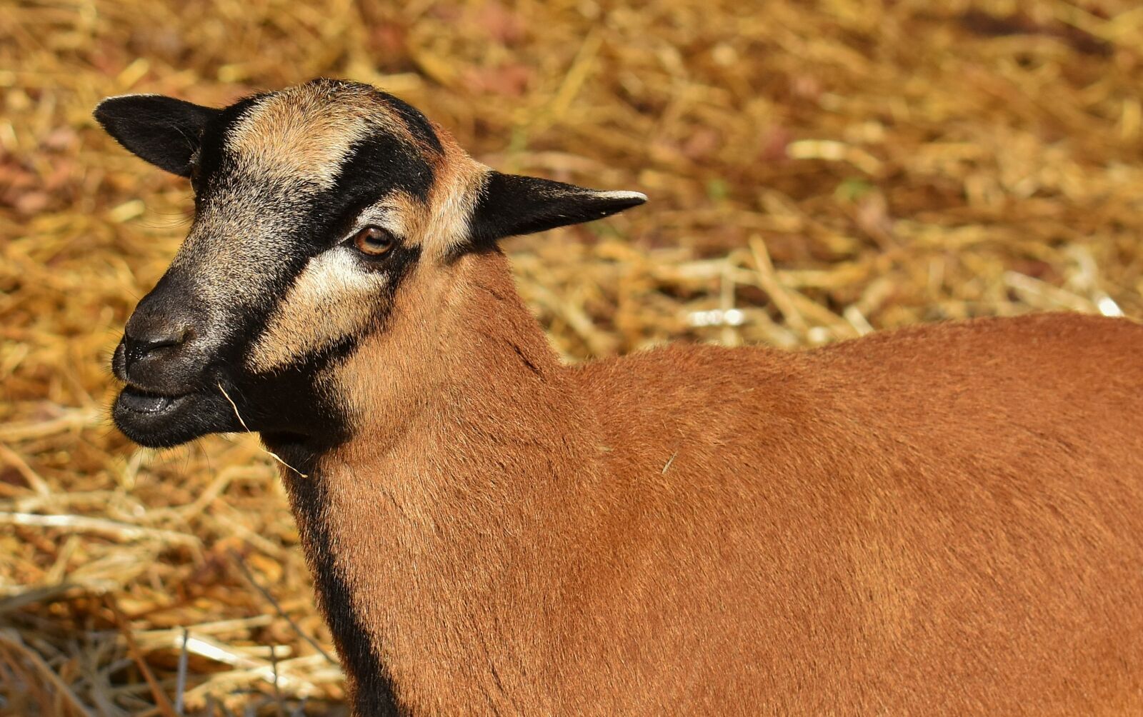 Nikon D7200 sample photo. Sheep, animal, nature photography