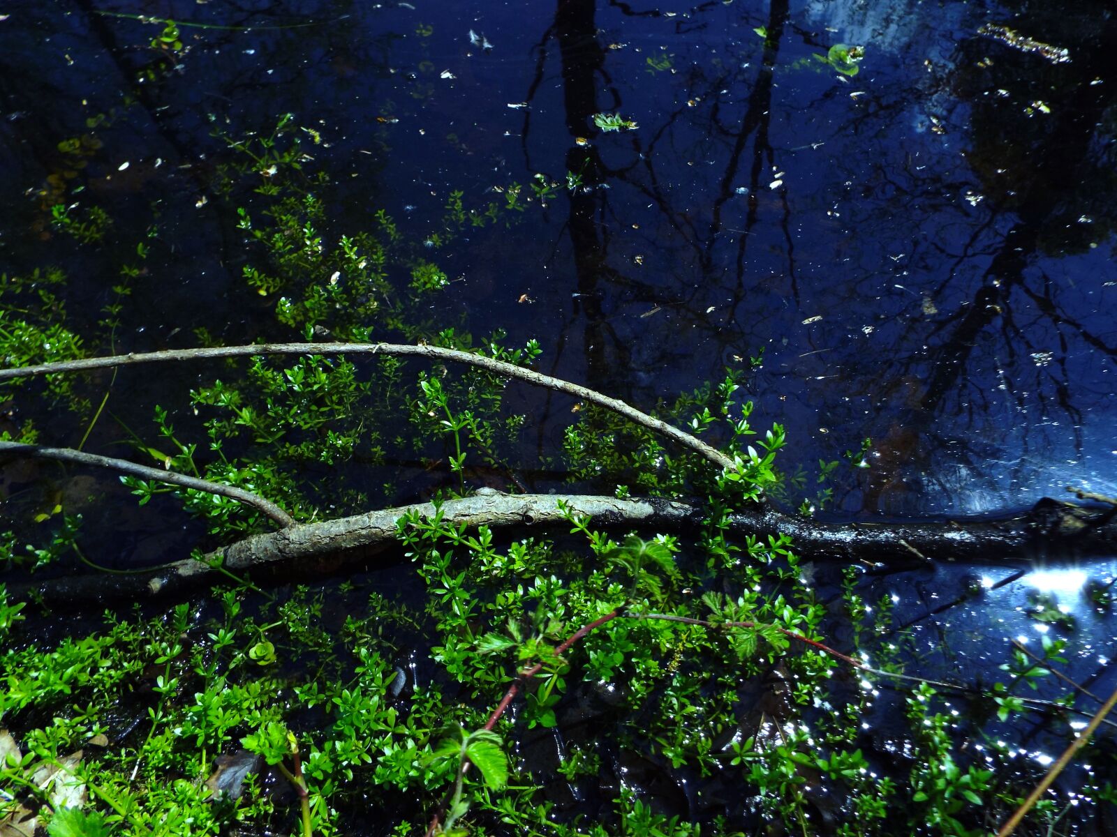 Fujifilm FinePix S8500 sample photo. Nature, landcape, woods photography