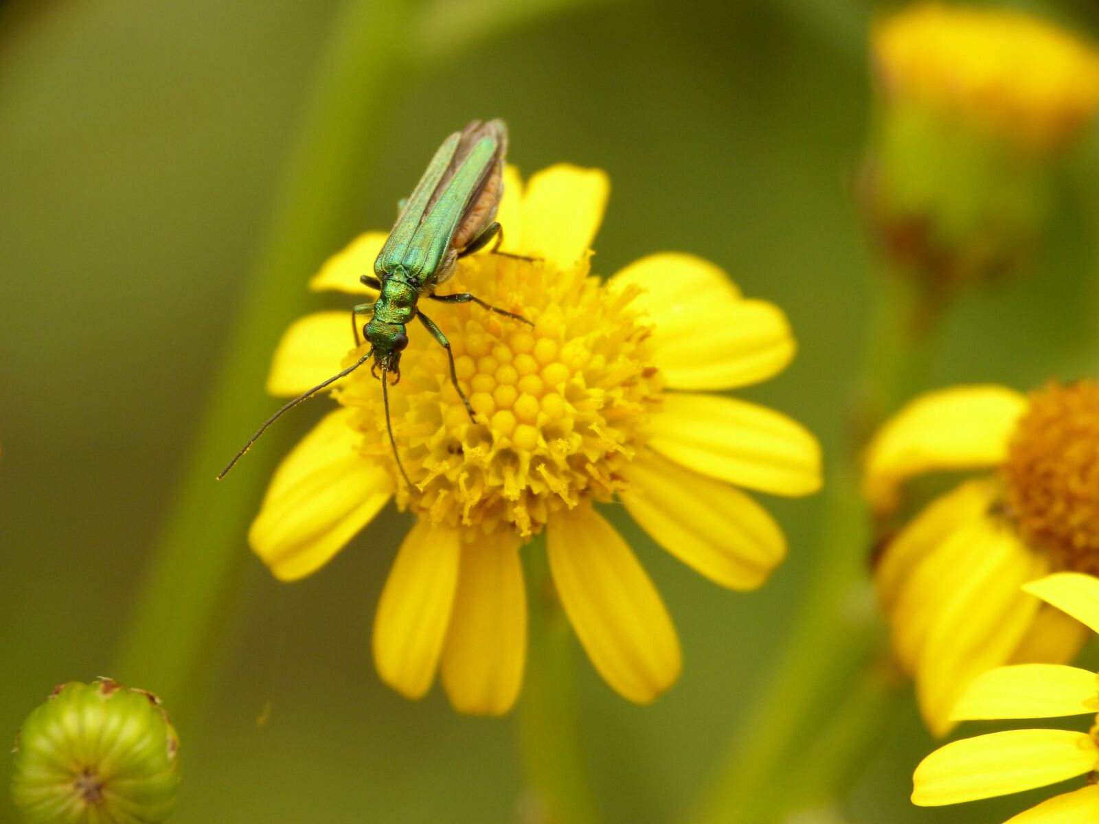 Panasonic DMC-FZ62 sample photo. Beetle, insect, nature photography