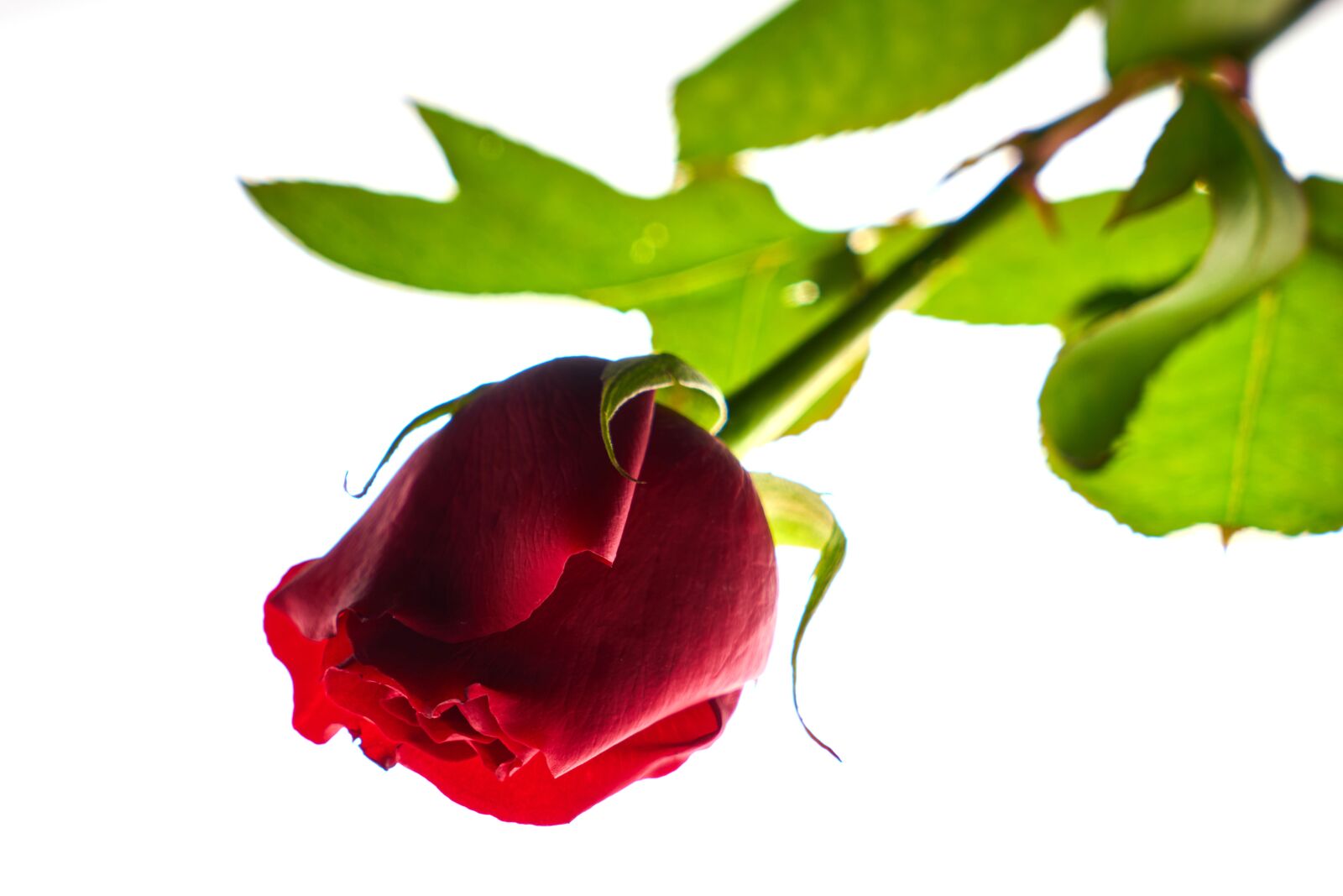 Sony a7R II sample photo. Valentine's day, love, romance photography