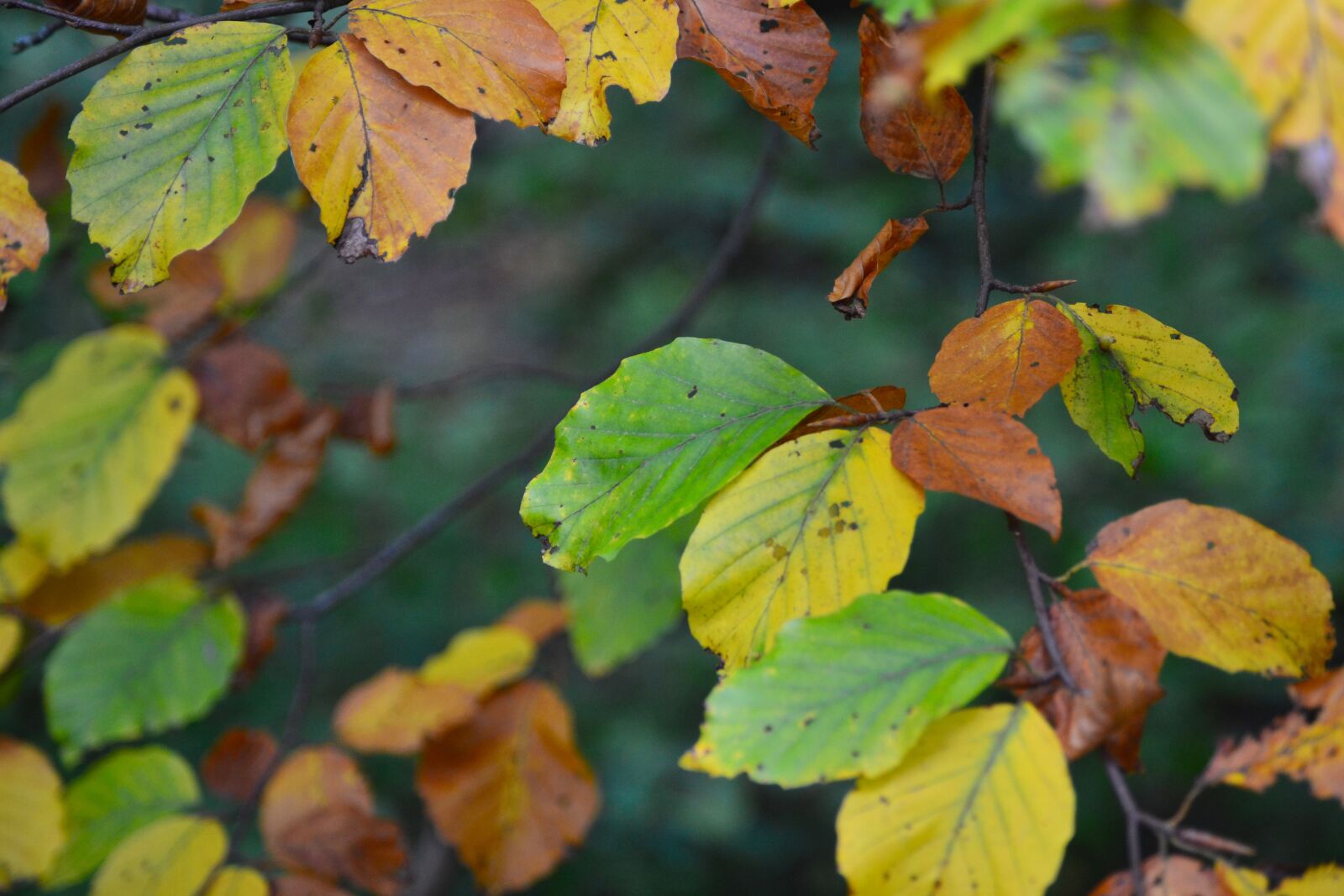 Nikon D3100 sample photo. Green, leaf, nature, orange photography