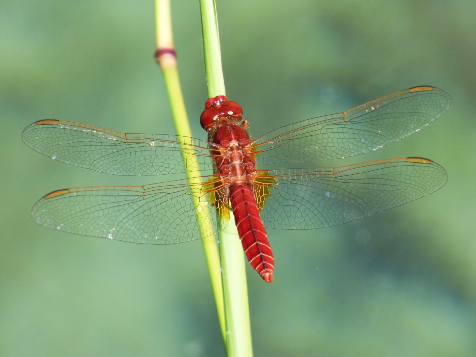 Panasonic Lumix DMC-FZ70 sample photo. Erythraea crocothemis, red dragonfly photography
