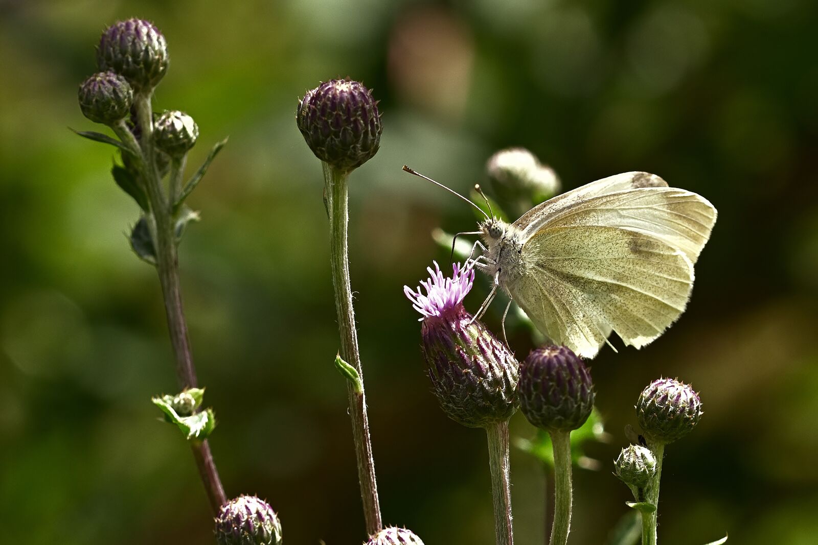 Nikon D5200 sample photo. Butterfly, white, blossom photography