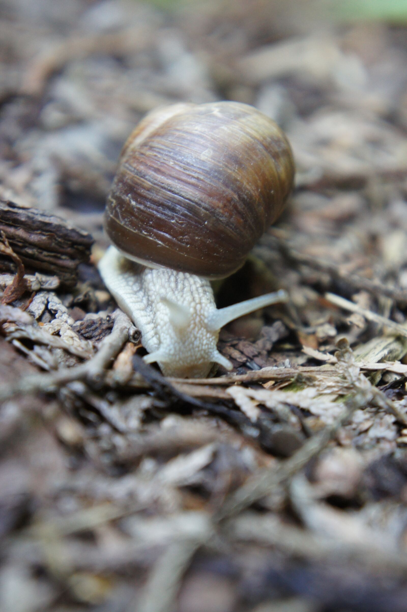 Sony Alpha NEX-3 + Sony E 18-55mm F3.5-5.6 OSS sample photo. Snail, animal, mollusk photography