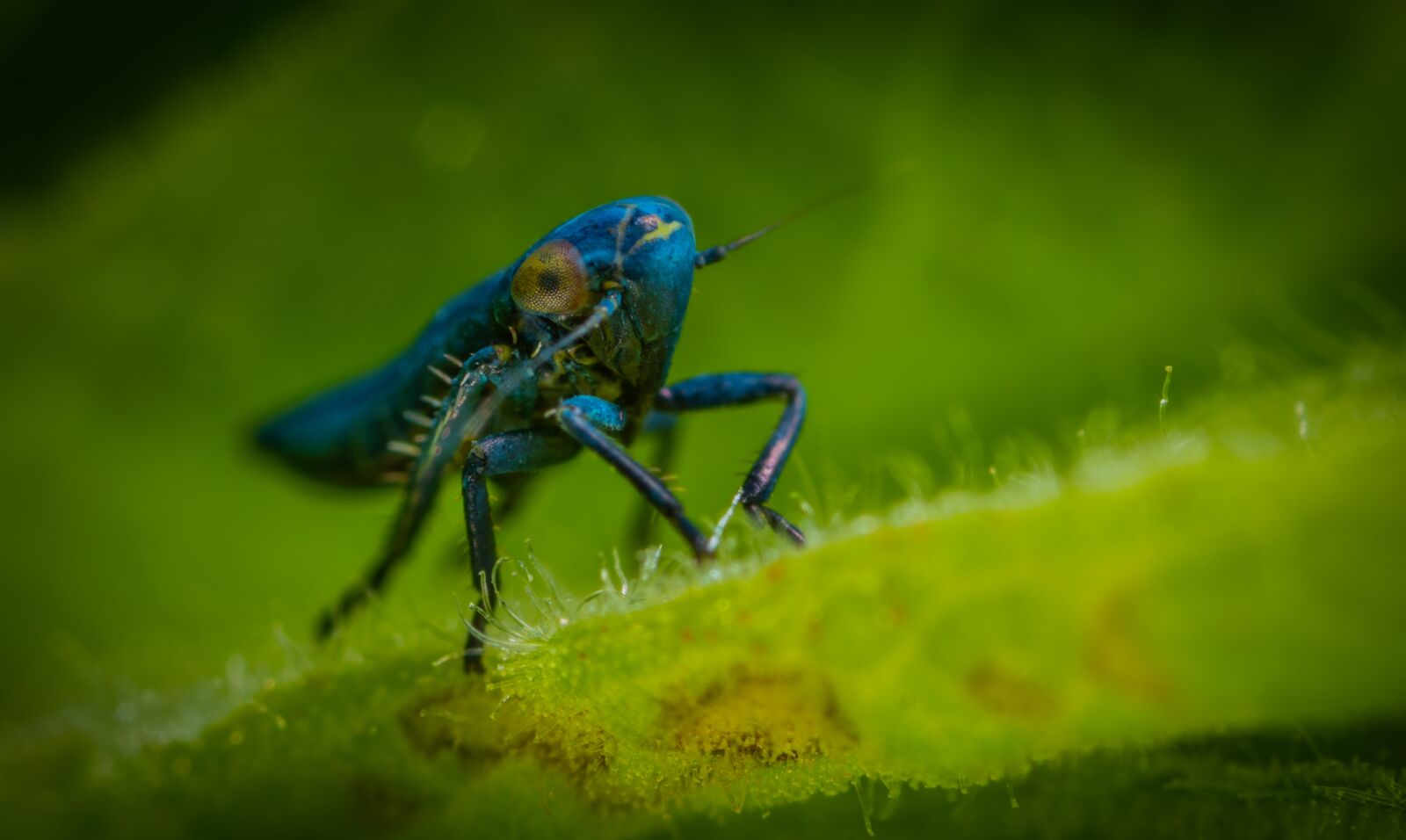 Sony a7R II sample photo. Insect, macro, for ordinary photography