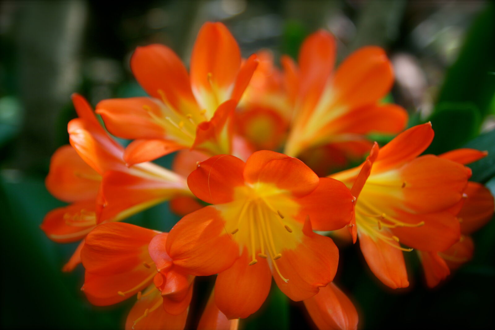Canon EOS 400D (EOS Digital Rebel XTi / EOS Kiss Digital X) sample photo. Flower, nature, orange, plant photography