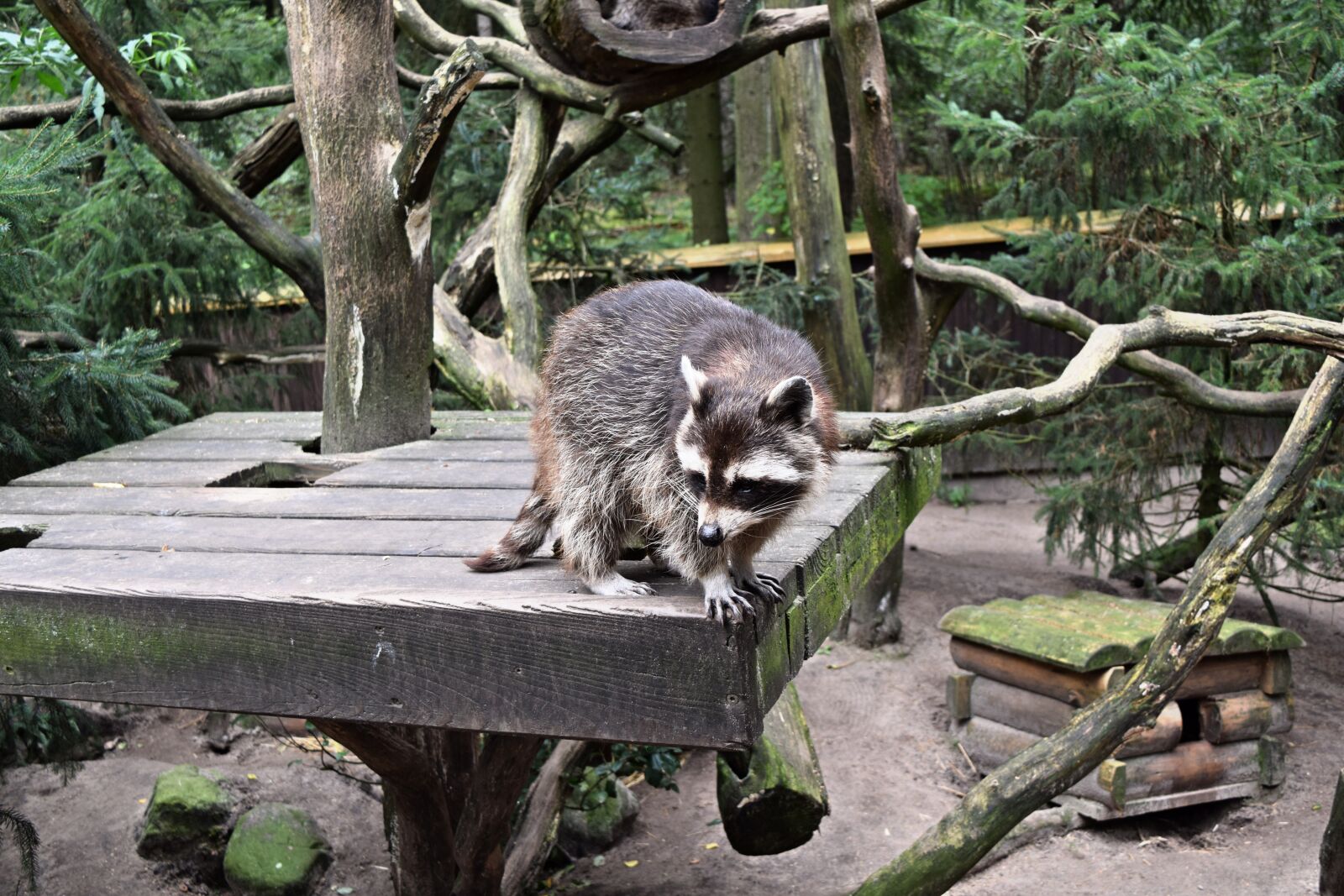 Nikon D3300 sample photo. Animals, raccoon, outdoor enclosures photography