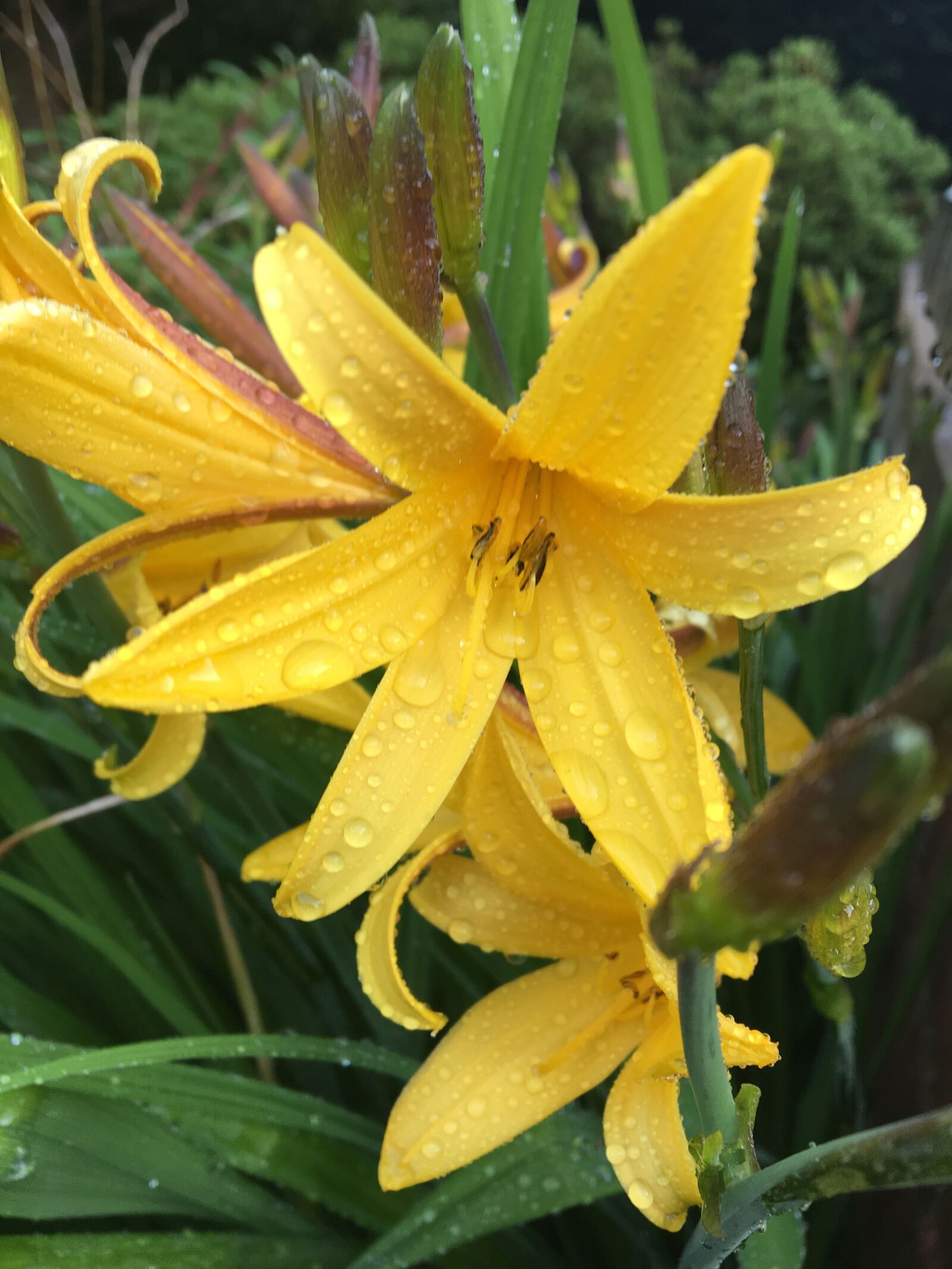 Apple iPhone 6s sample photo. Yellow, wet, petals photography