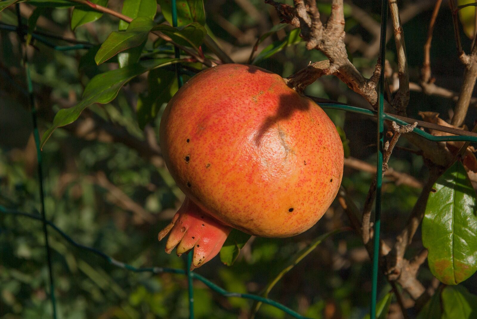 Pentax K10D sample photo. Fruit, grenade, exotic fruit photography
