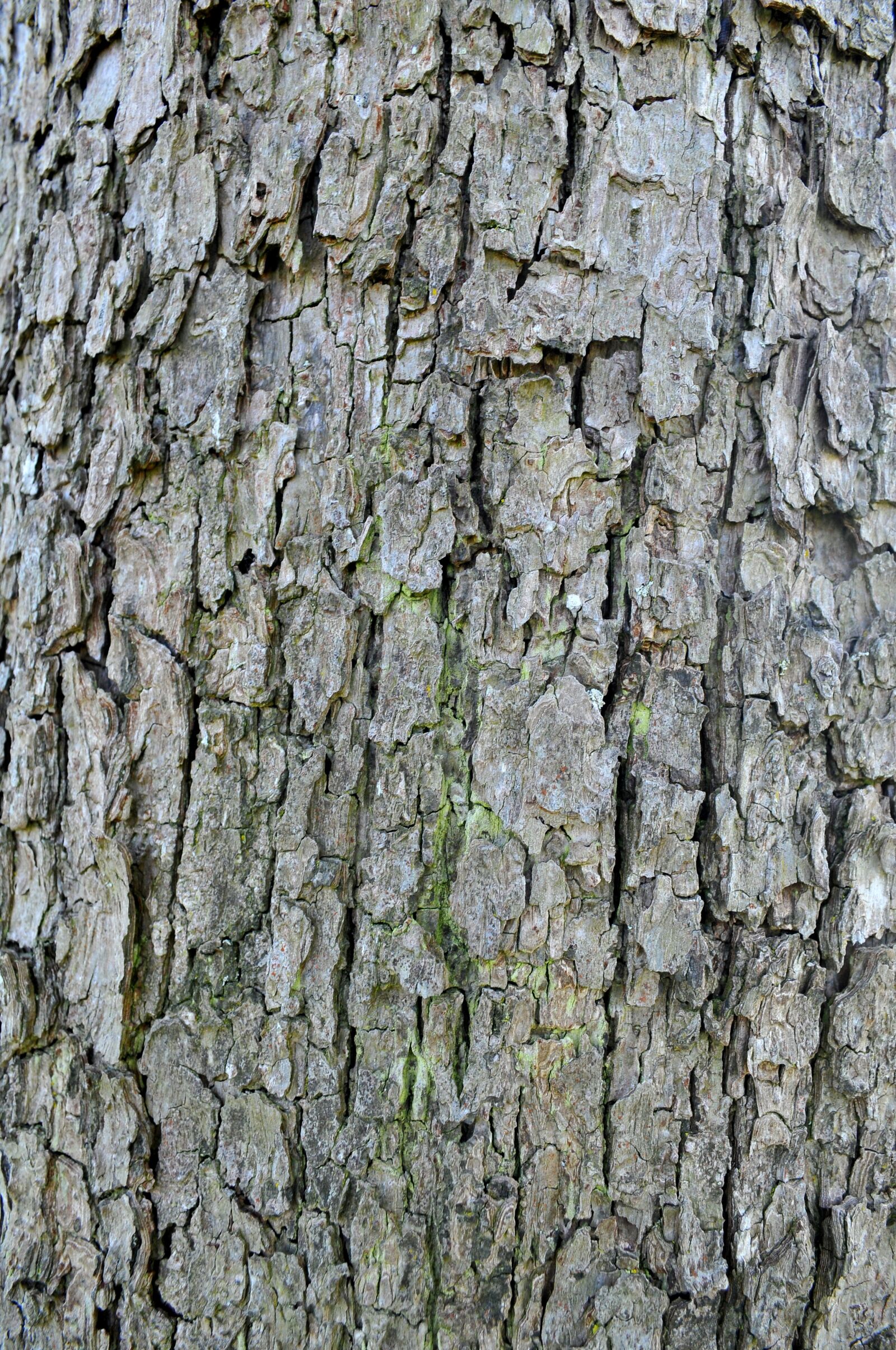 Nikon D300 sample photo. Bark, structure, log photography