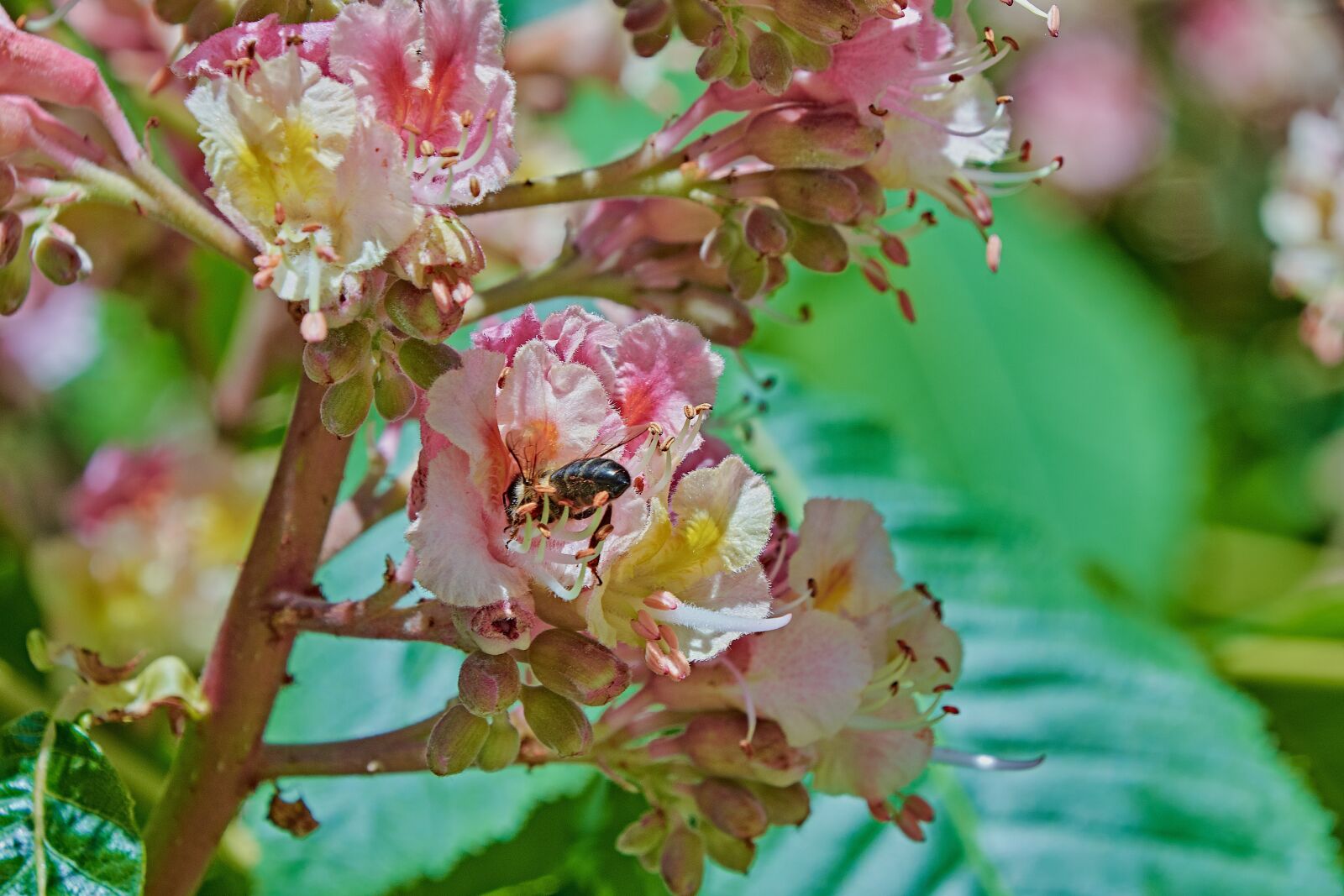 Nikon D7200 sample photo. Leaves, bee, green photography