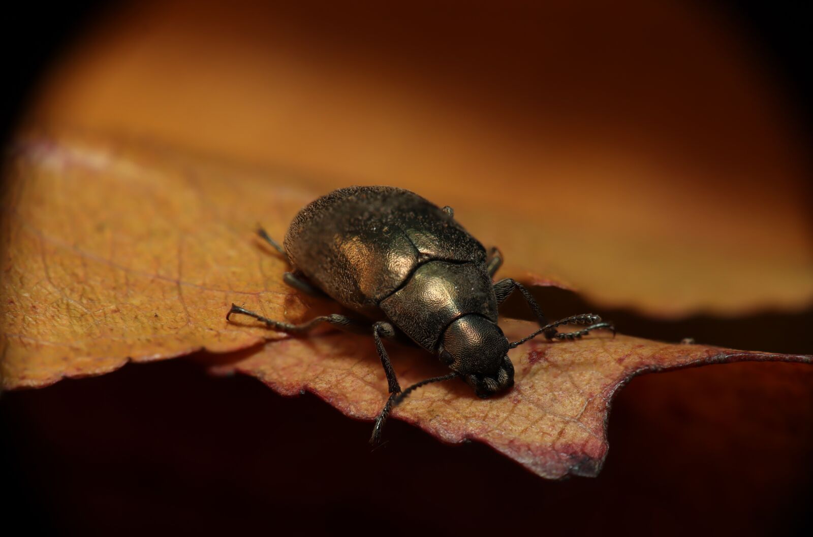 Canon EOS M50 (EOS Kiss M) sample photo. Beetle, nature, insects photography