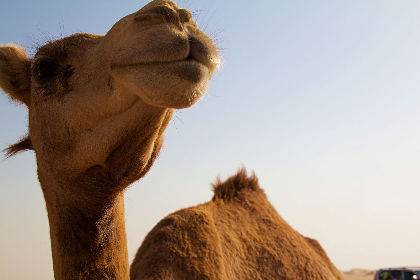 Canon EOS 600D (Rebel EOS T3i / EOS Kiss X5) sample photo. Abu dhabi, camel, desert photography