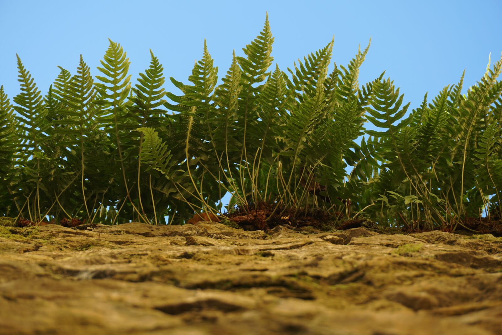 Sony E 16-50mm F3.5-5.6 PZ OSS sample photo. Ferns, nature, plants photography