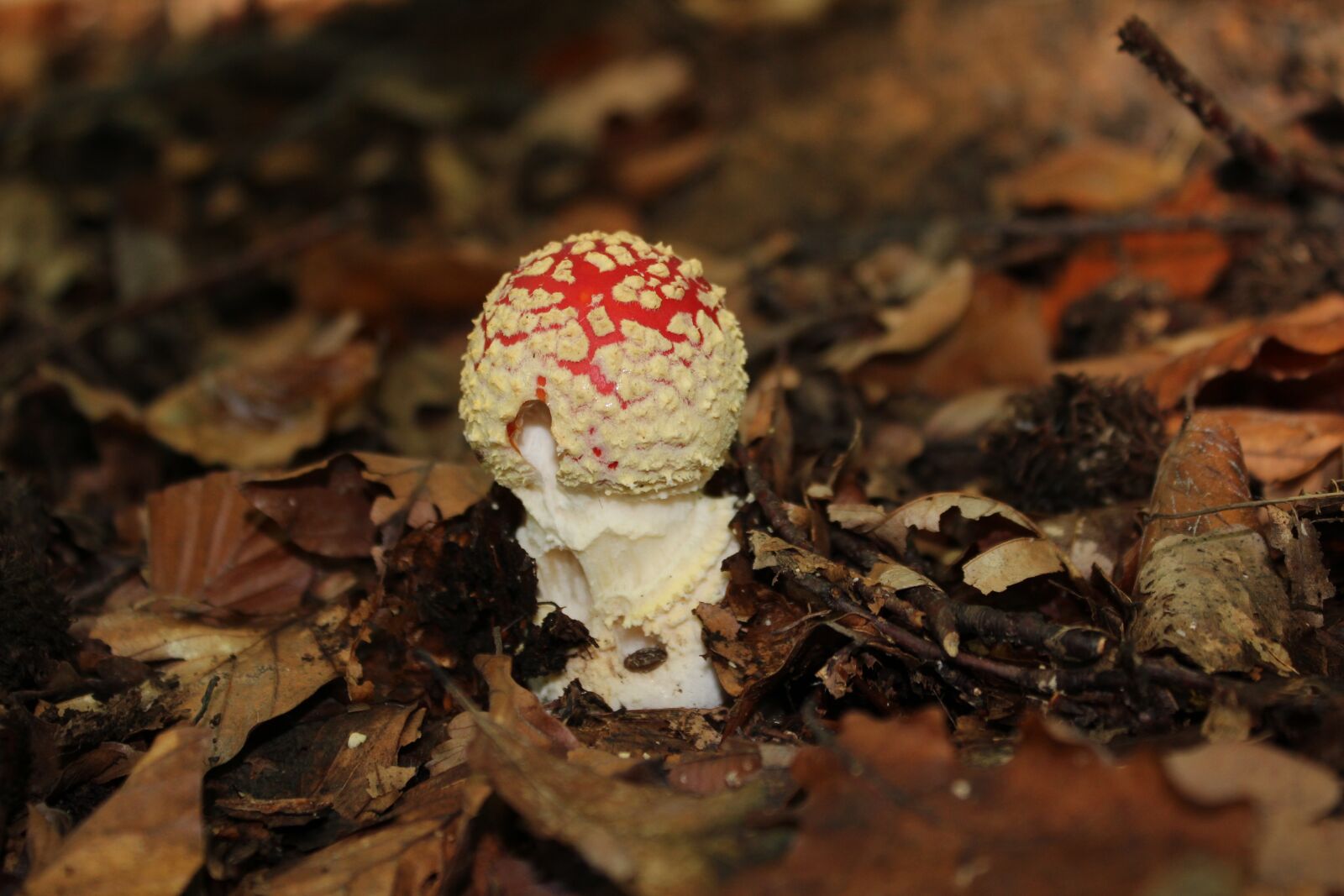 Canon EOS 600D (Rebel EOS T3i / EOS Kiss X5) sample photo. Autumn, mushrooms, fly agaric photography
