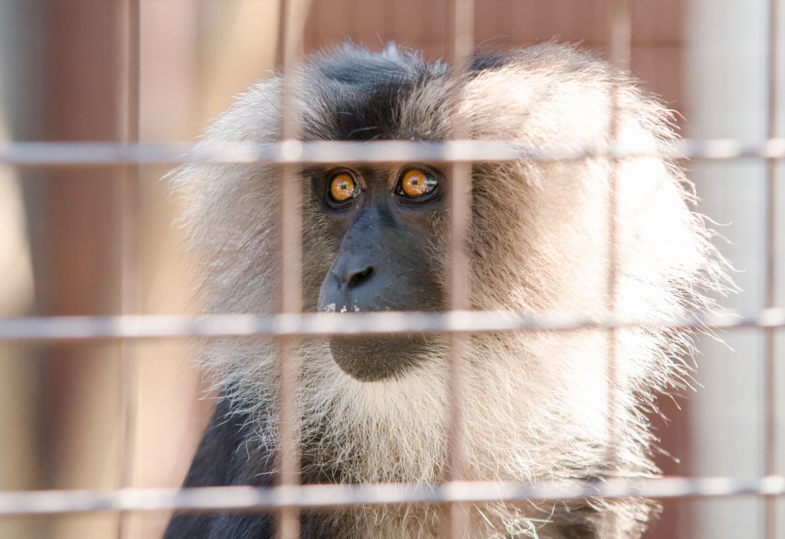 Nikon D7000 sample photo. Monkey, zoo, animal photography