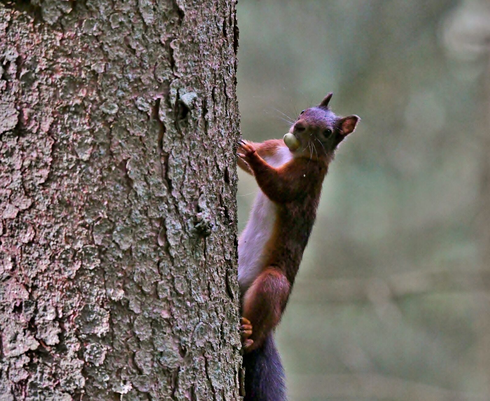 Nikon D500 sample photo. Squirrel, rodent, tree trunk photography