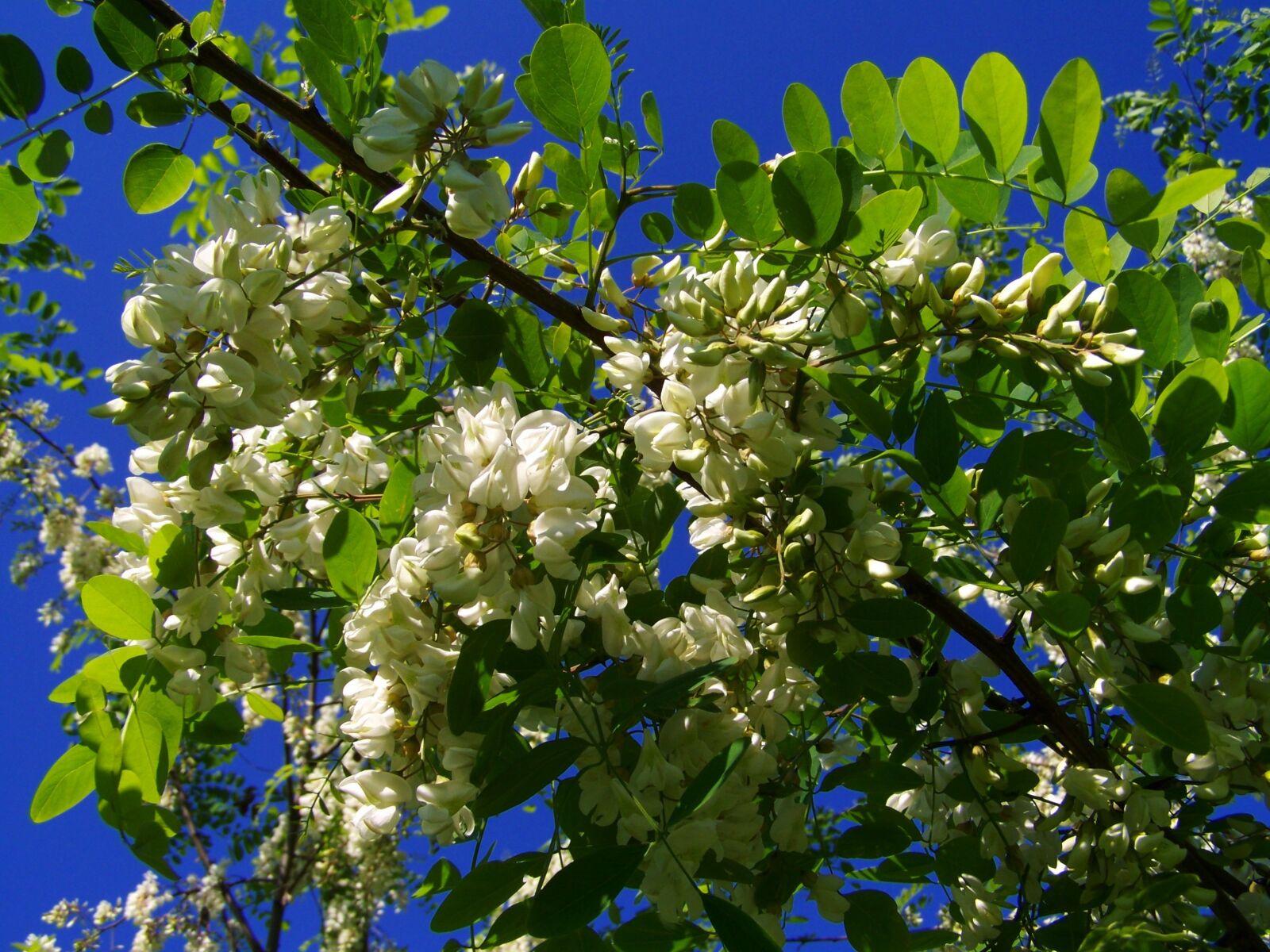 Kodak EASYSHARE ZD710 ZOOM DIGITAL CAMERA sample photo. Flowering acacia, robinia pseudoacacia photography