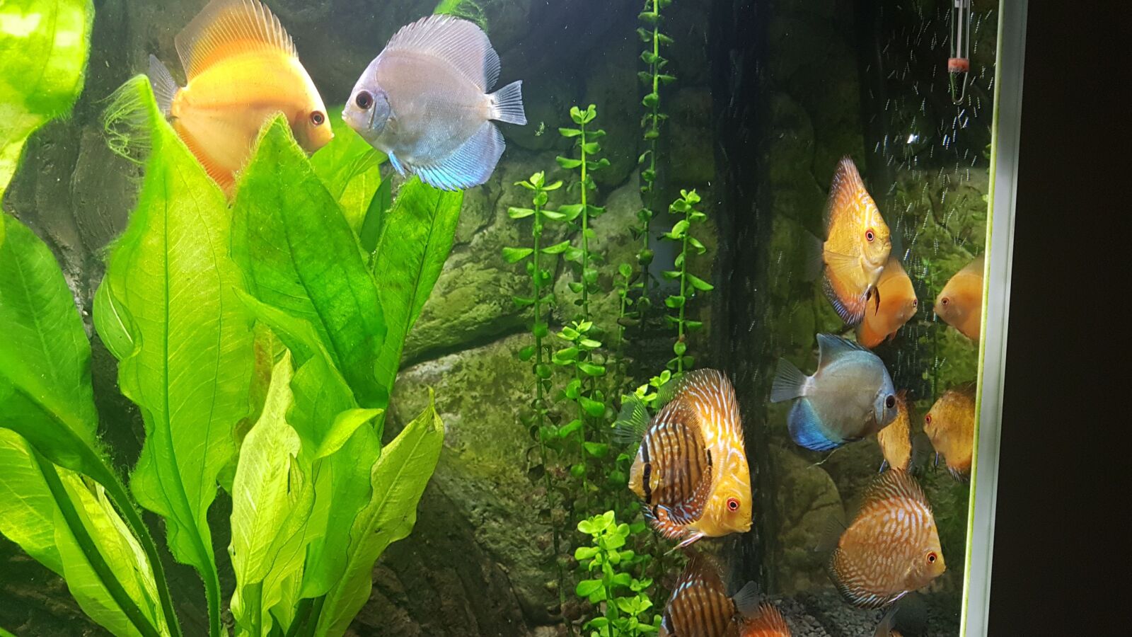 Samsung Galaxy S7 Edge sample photo. Fish, aquarium photography