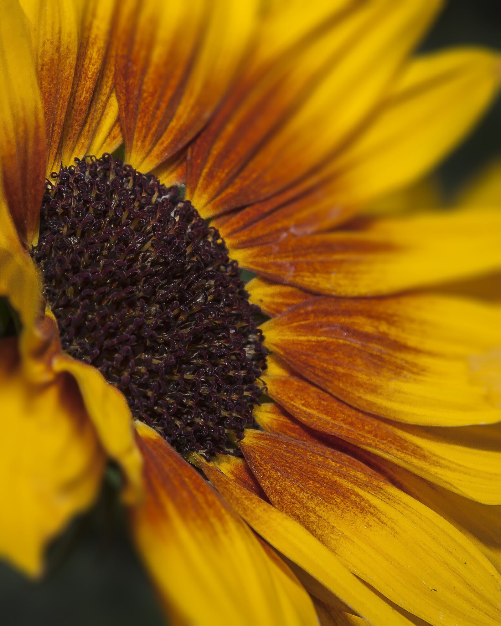 Canon EOS 50D + Canon EF 24-105mm F4L IS USM sample photo. Helianthus, flower, sunflower photography