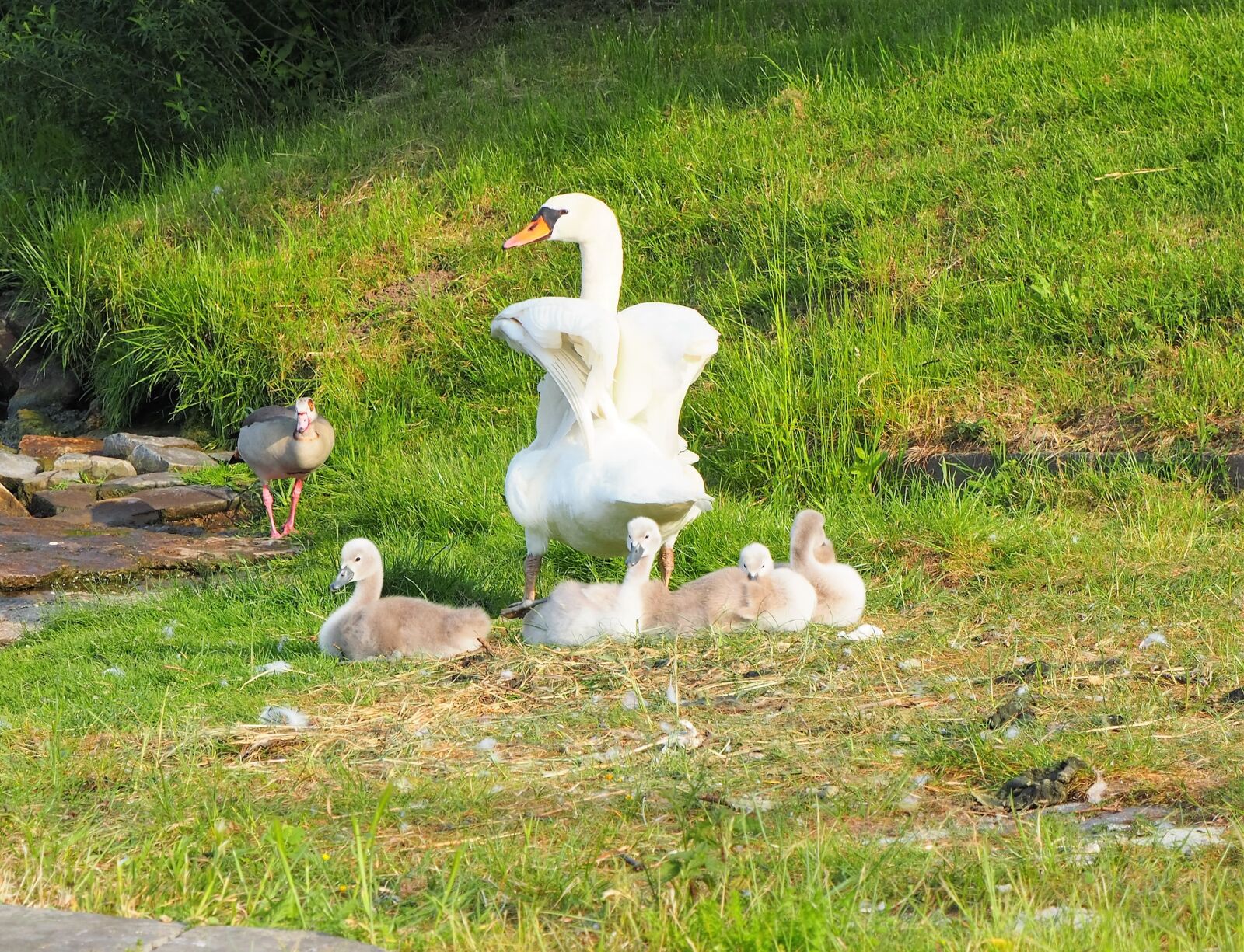OLYMPUS M.12-50mm F3.5-6.3 sample photo. Swan, chicks, family photography