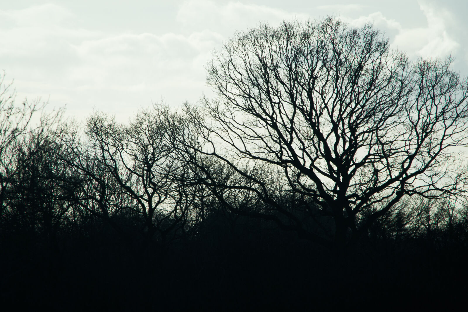 Nikon D3100 sample photo. Background, beautiful, black, and photography