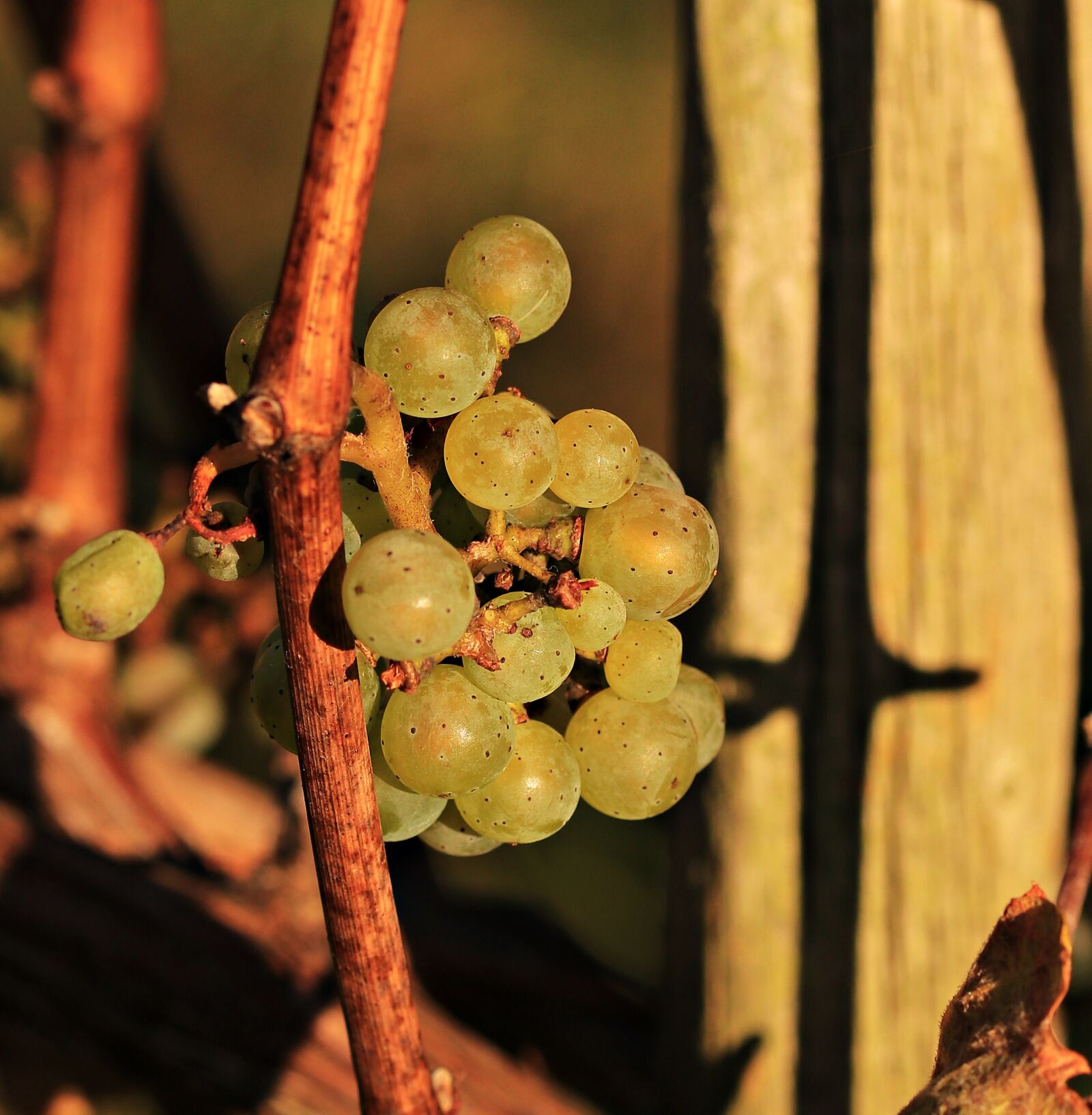 Canon EOS 80D sample photo. Grapes, autumn, vines photography
