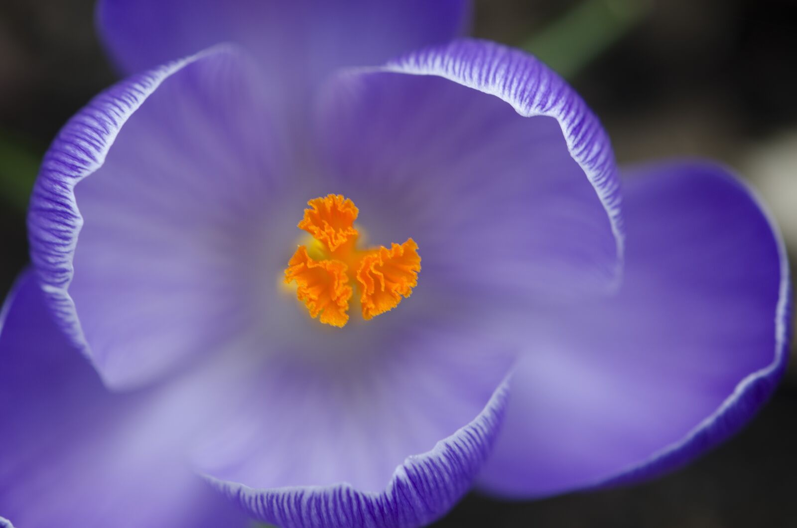 Nikon D7000 sample photo. Crocus, spring, flower photography