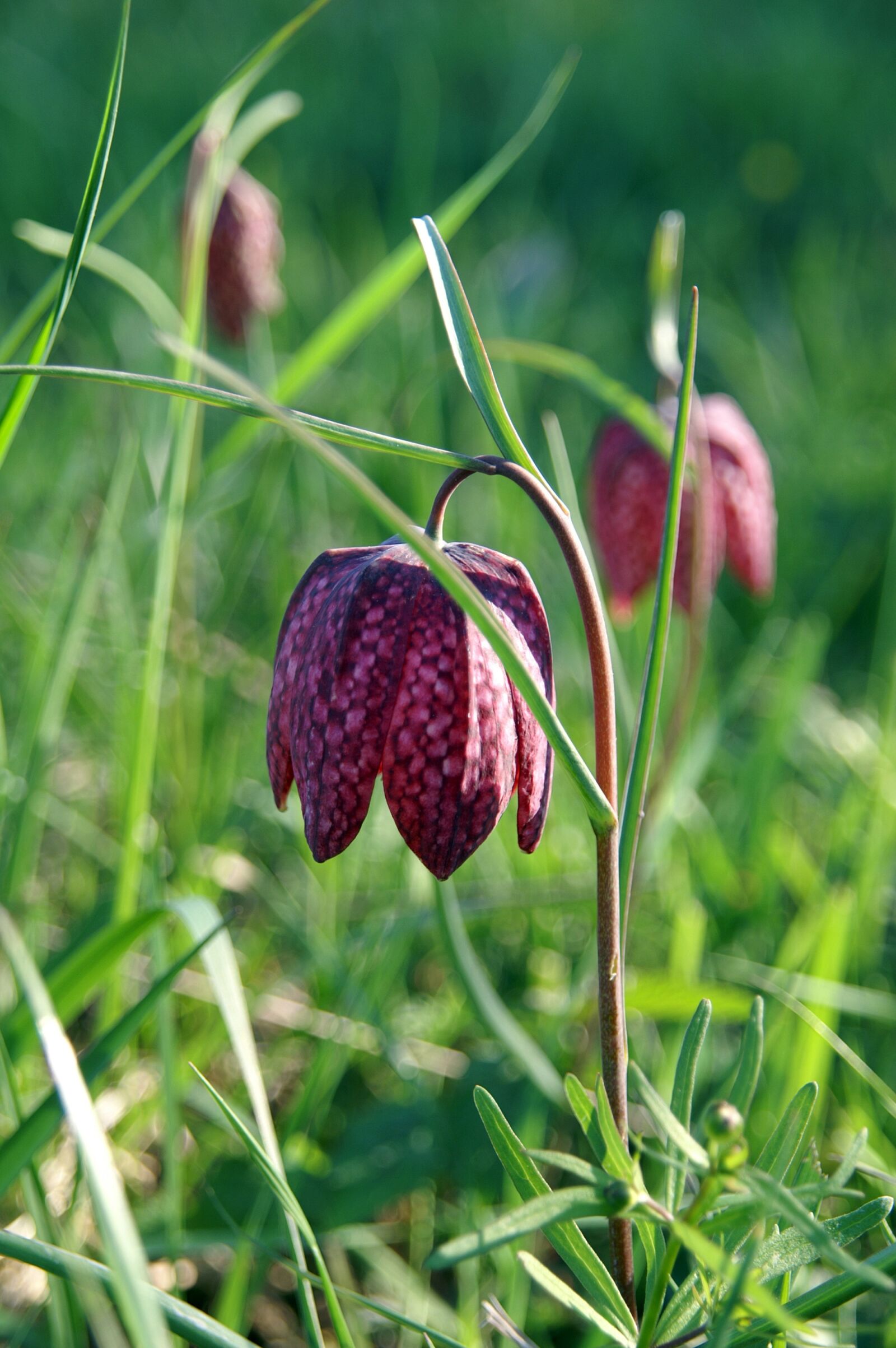 KONICA MINOLTA DYNAX 5D sample photo. Lily, king's meadow lily photography