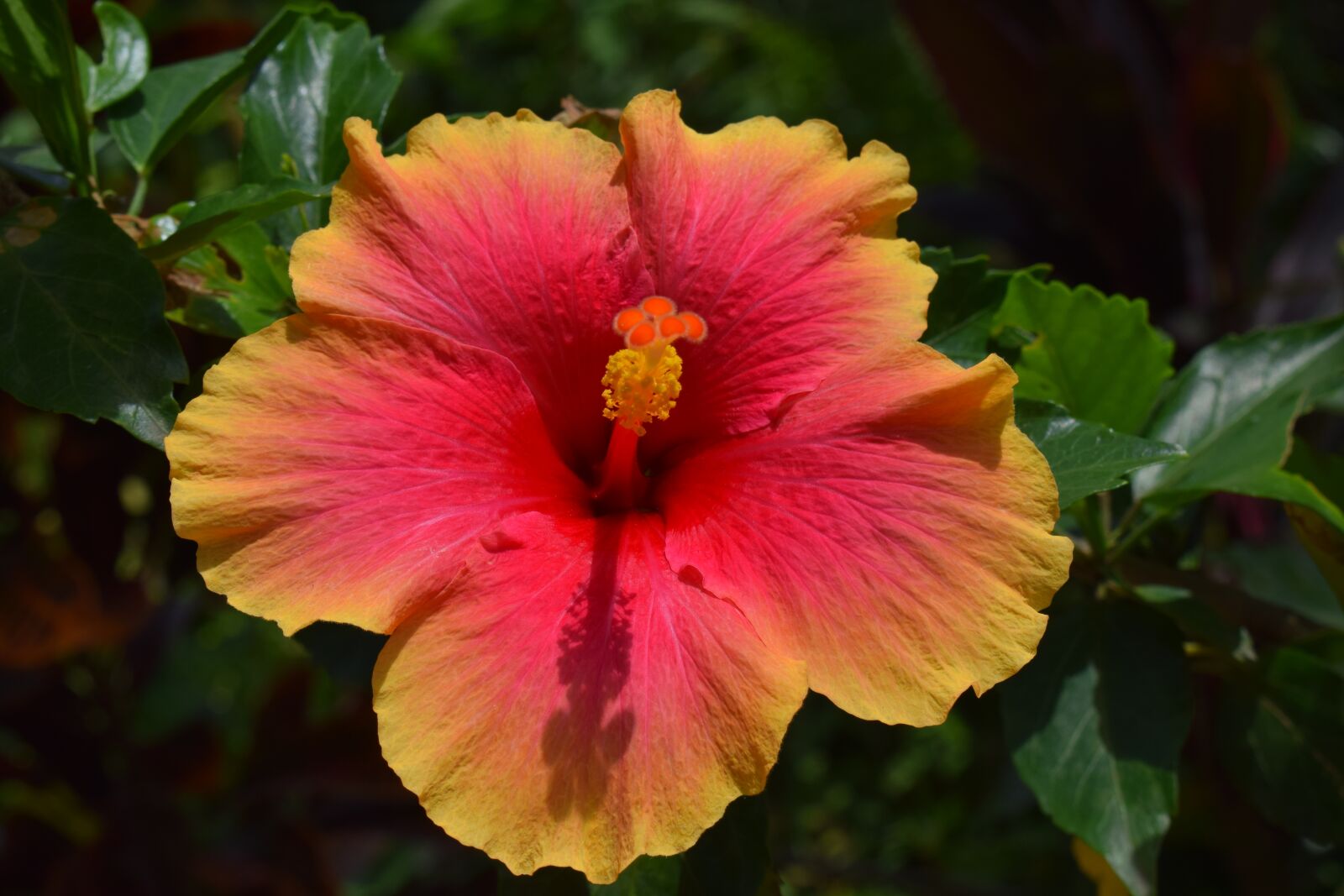 Nikon D3300 sample photo. Flower, summer, plant photography