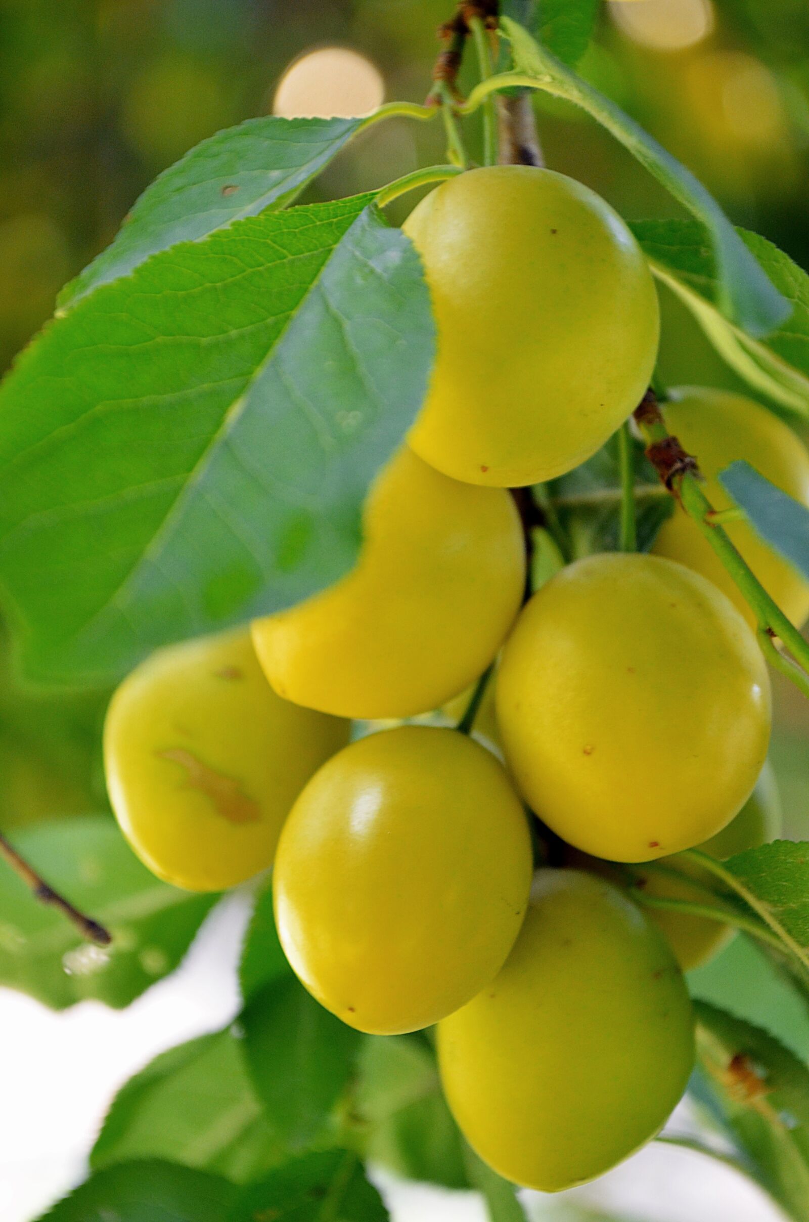 Nikon D5100 sample photo. Mirabelka, plum, damson photography