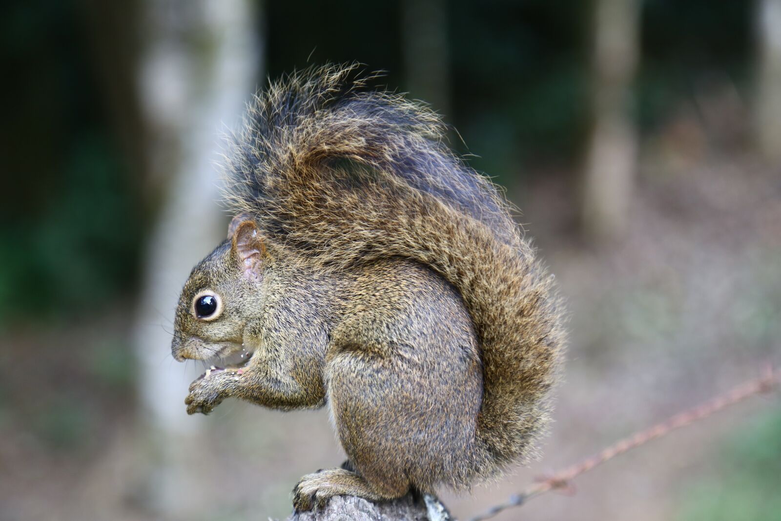 Canon EF 24-105mm F4L IS USM sample photo. Squirrel, wood, animal photography