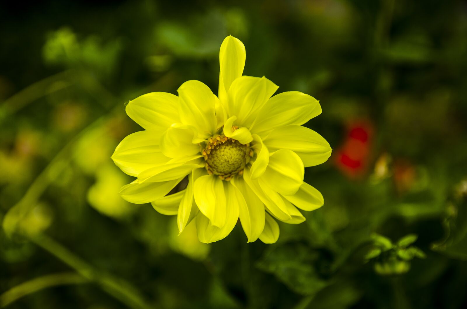 Nikon D5100 sample photo. Flowers, nature, summer photography