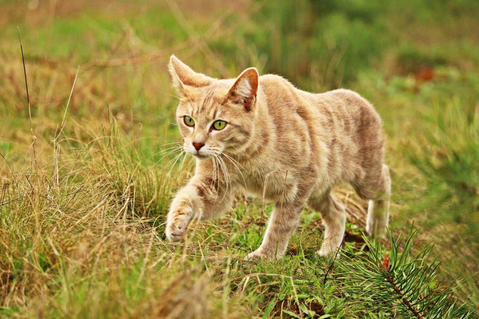 Canon EOS 100D (EOS Rebel SL1 / EOS Kiss X7) sample photo. Cat, kitten, tiger cat photography