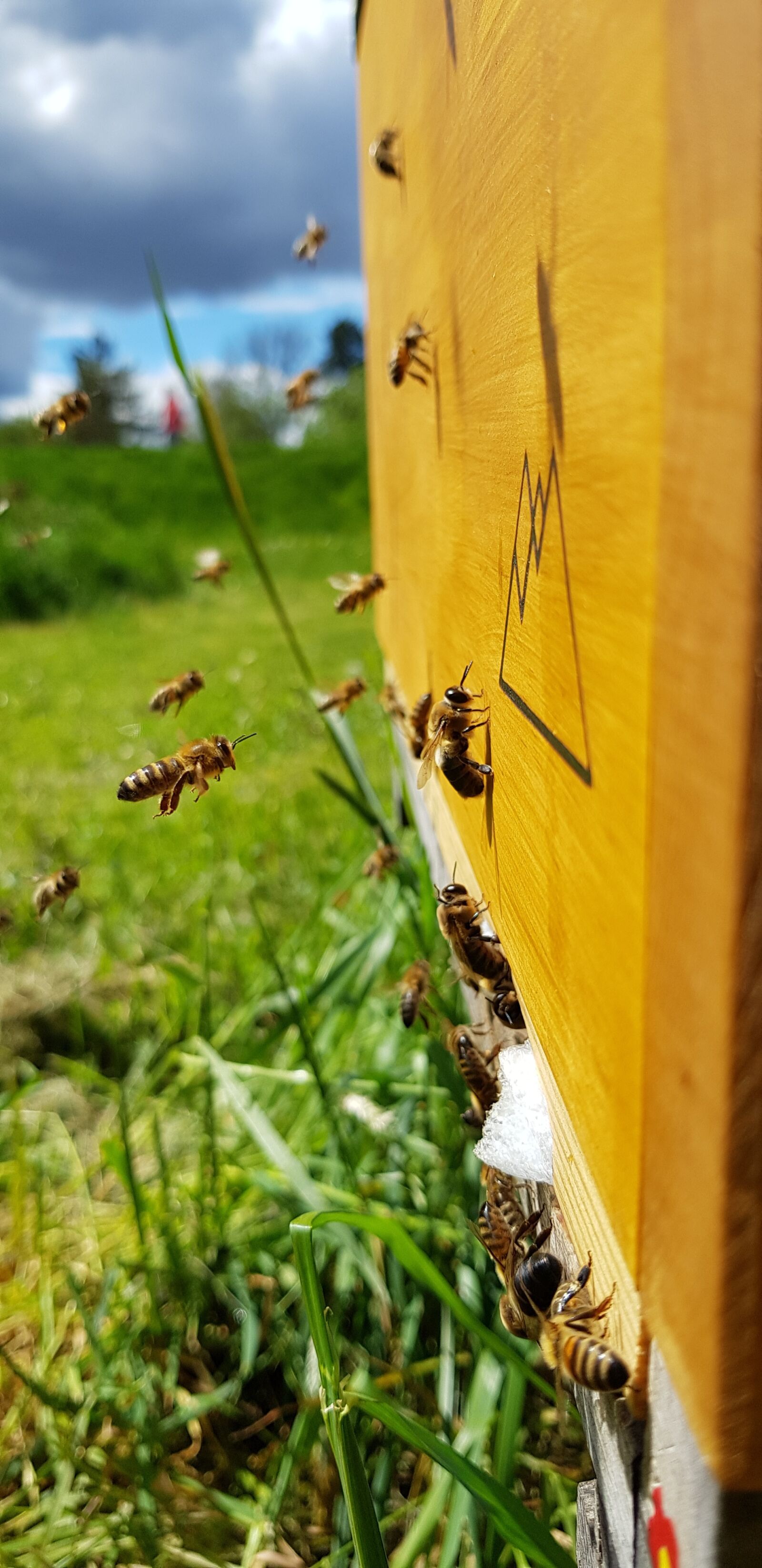 Samsung Galaxy S8 sample photo. Honey, bee, nature photography