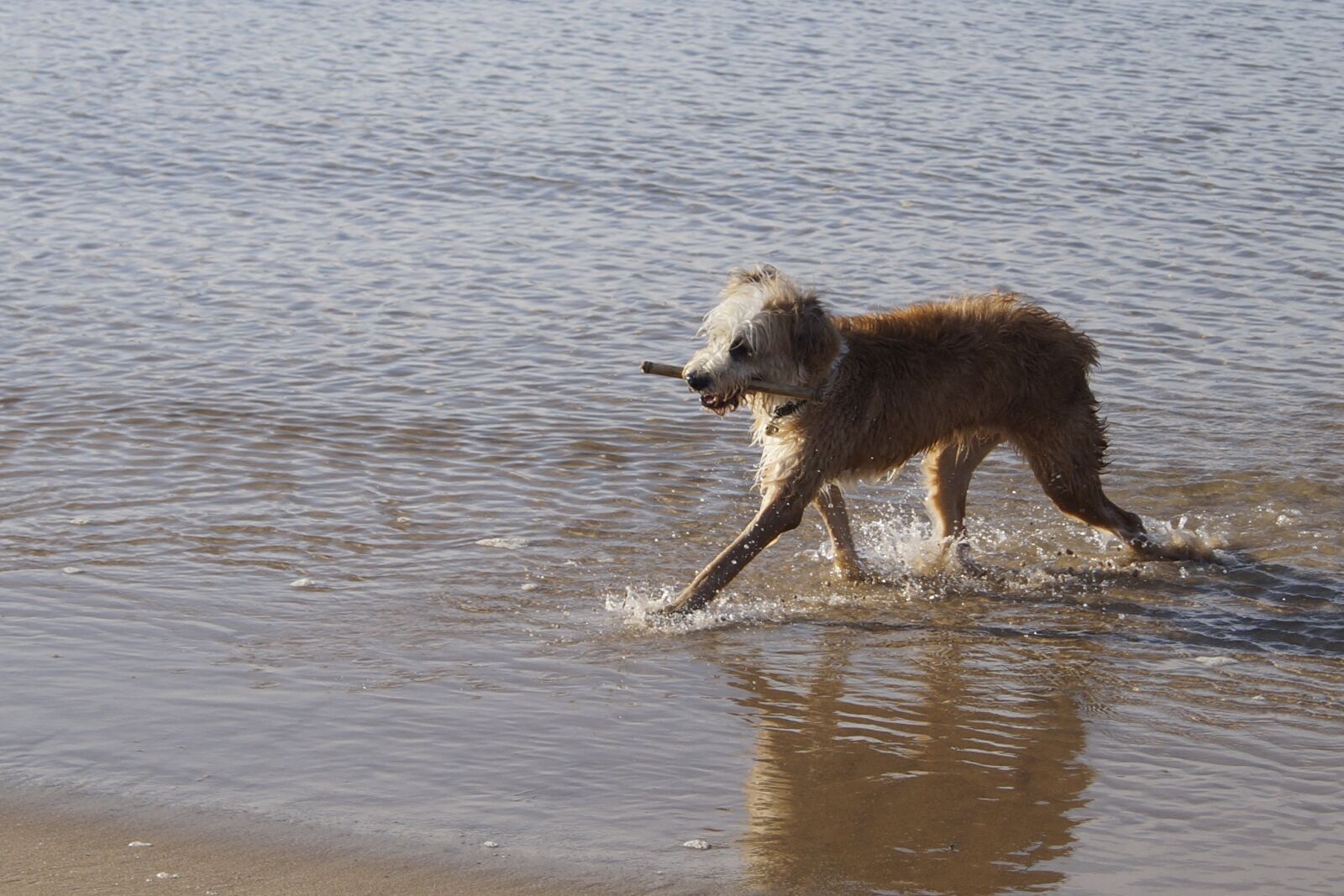 Sony DT 18-55mm F3.5-5.6 SAM II sample photo. Barbado da terceira, dog photography