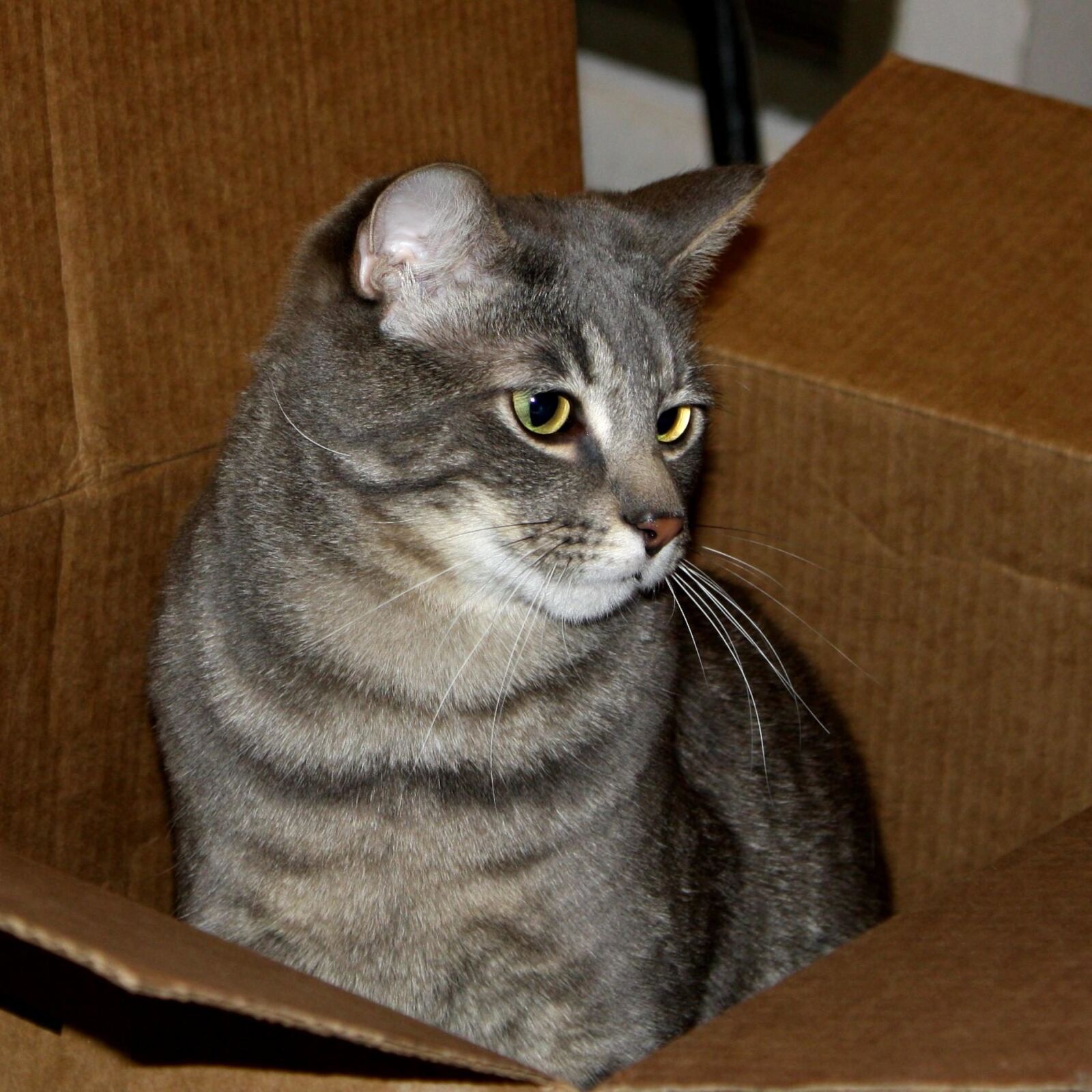 f/3.5-5.6 IS sample photo. Gray, tabby cat, cardboard photography