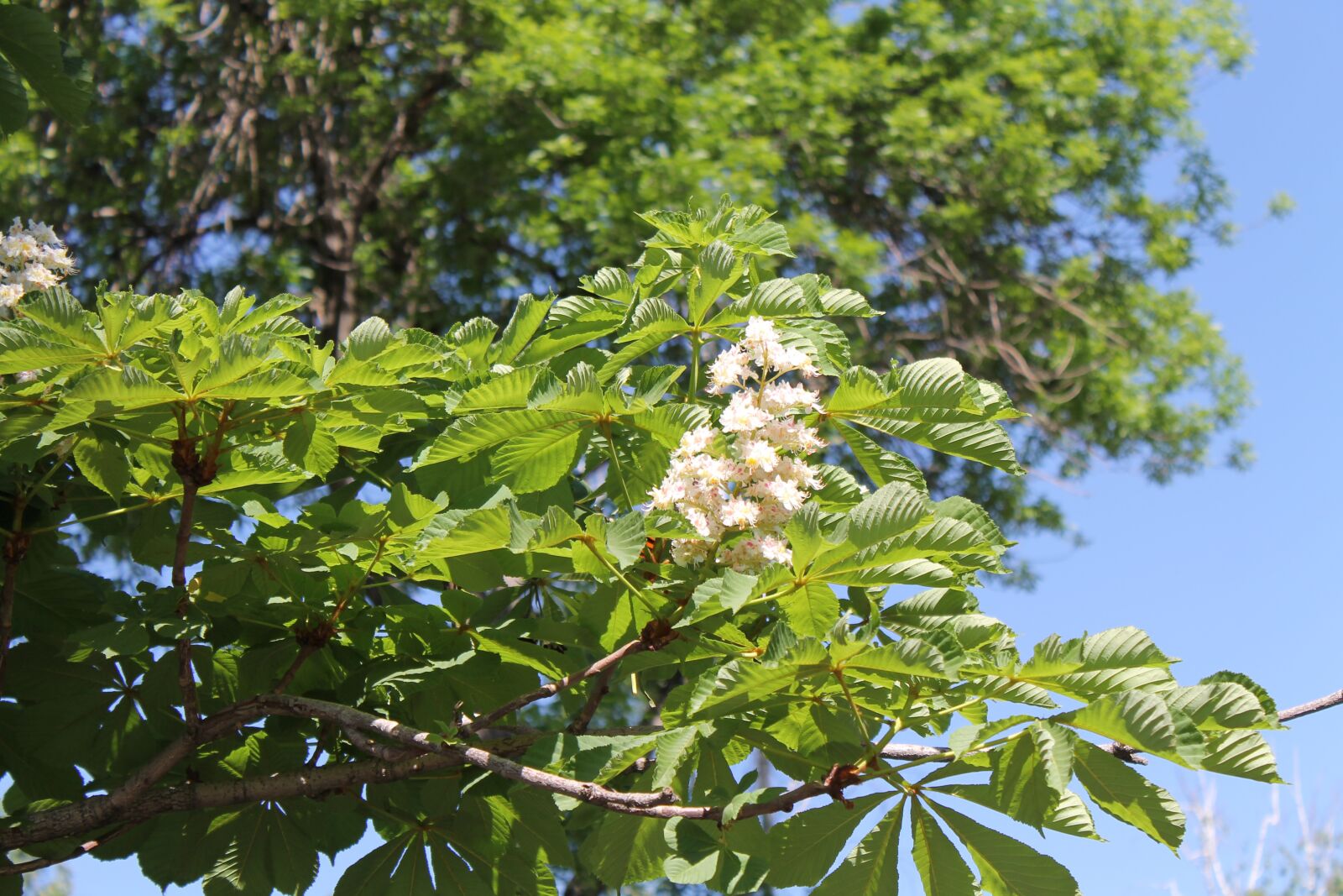 Canon EOS 1100D (EOS Rebel T3 / EOS Kiss X50) sample photo. Chestnut, spring, tree photography