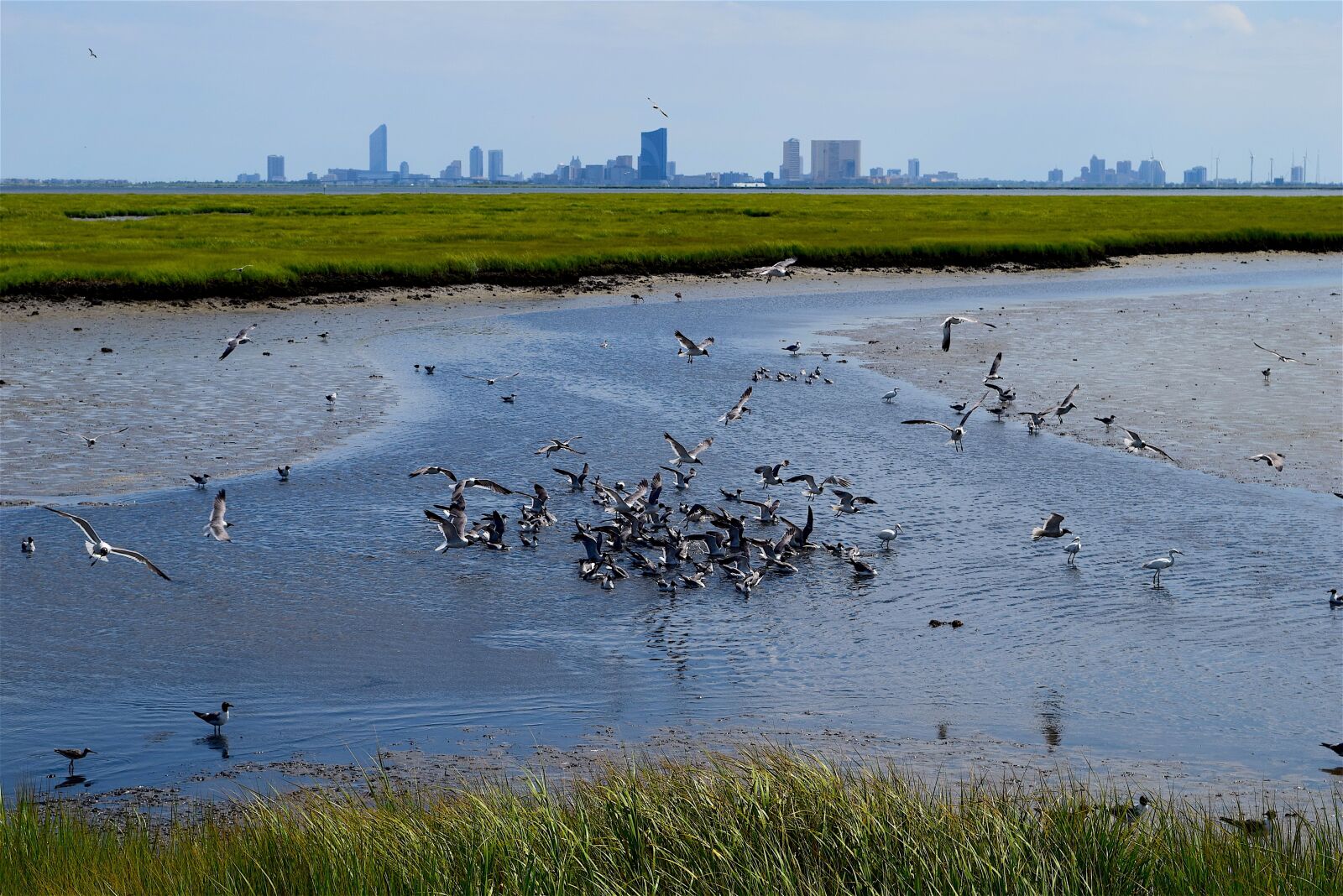 Nikon D3300 sample photo. Marsh, water, birds photography