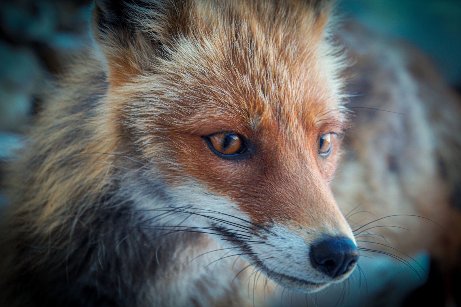 Sony SLT-A65 (SLT-A65V) sample photo. Fox, mammal, animal photography