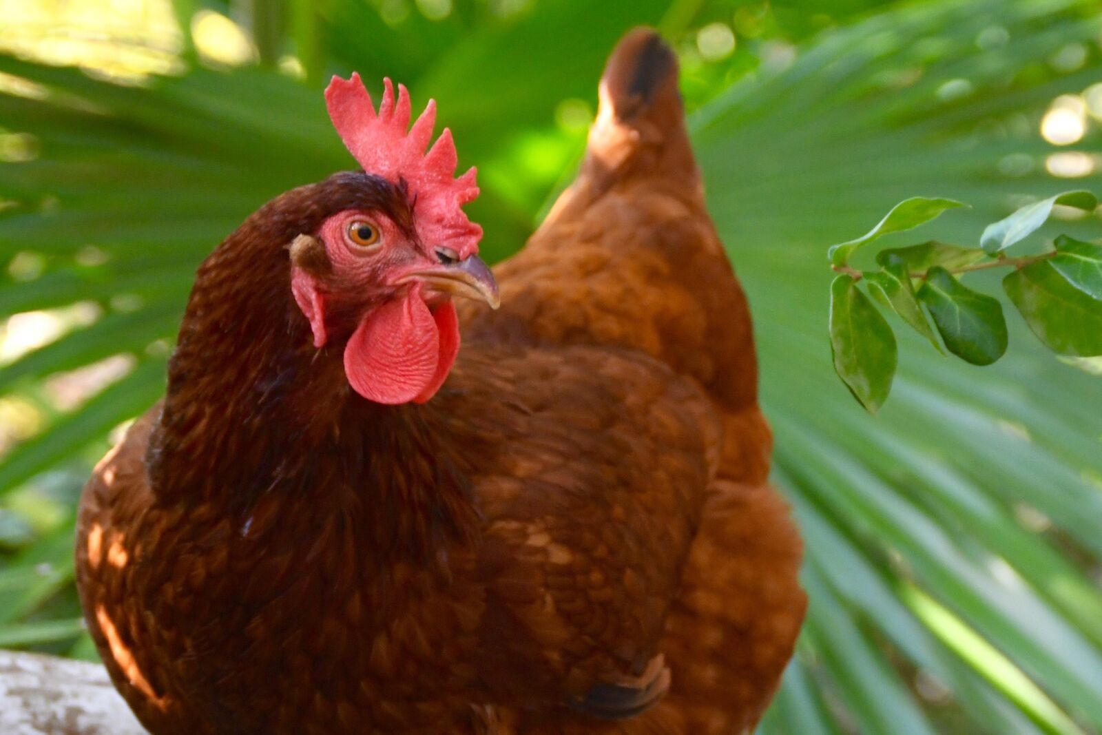 Nikon D500 sample photo. Chicken, hen, bird photography