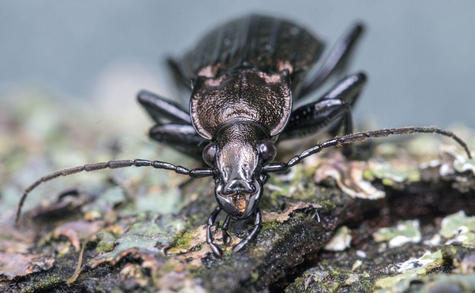 Canon EF 100mm F2.8L Macro IS USM sample photo. Beetle, carapace, insect photography