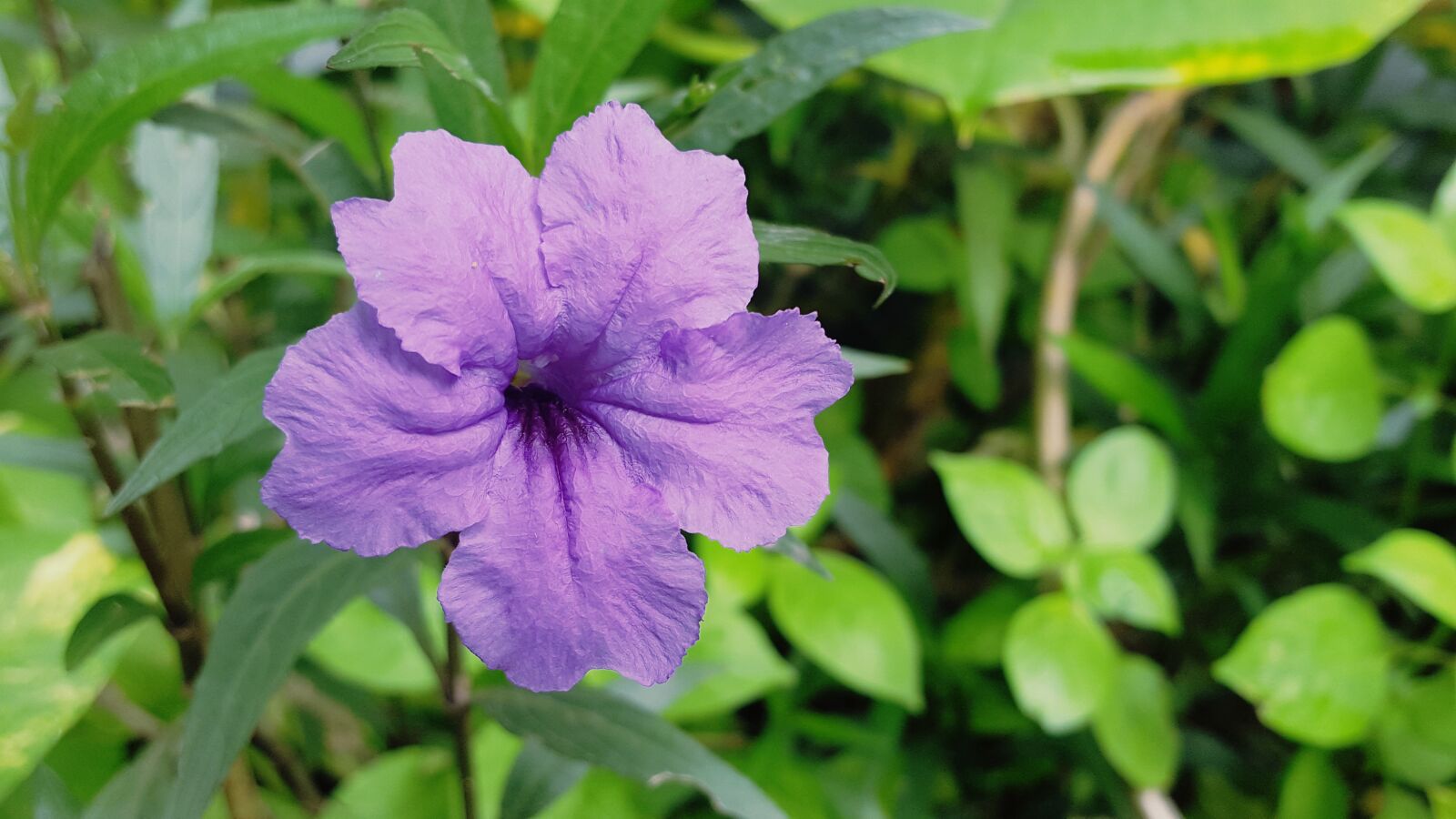 Samsung Galaxy S6 sample photo. Flower flowers, garden gardens photography