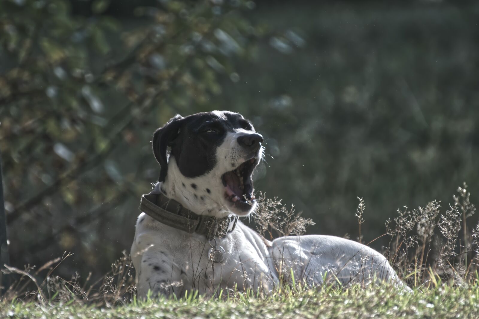 Nikon D5300 sample photo. Dog, yawn, pet photography