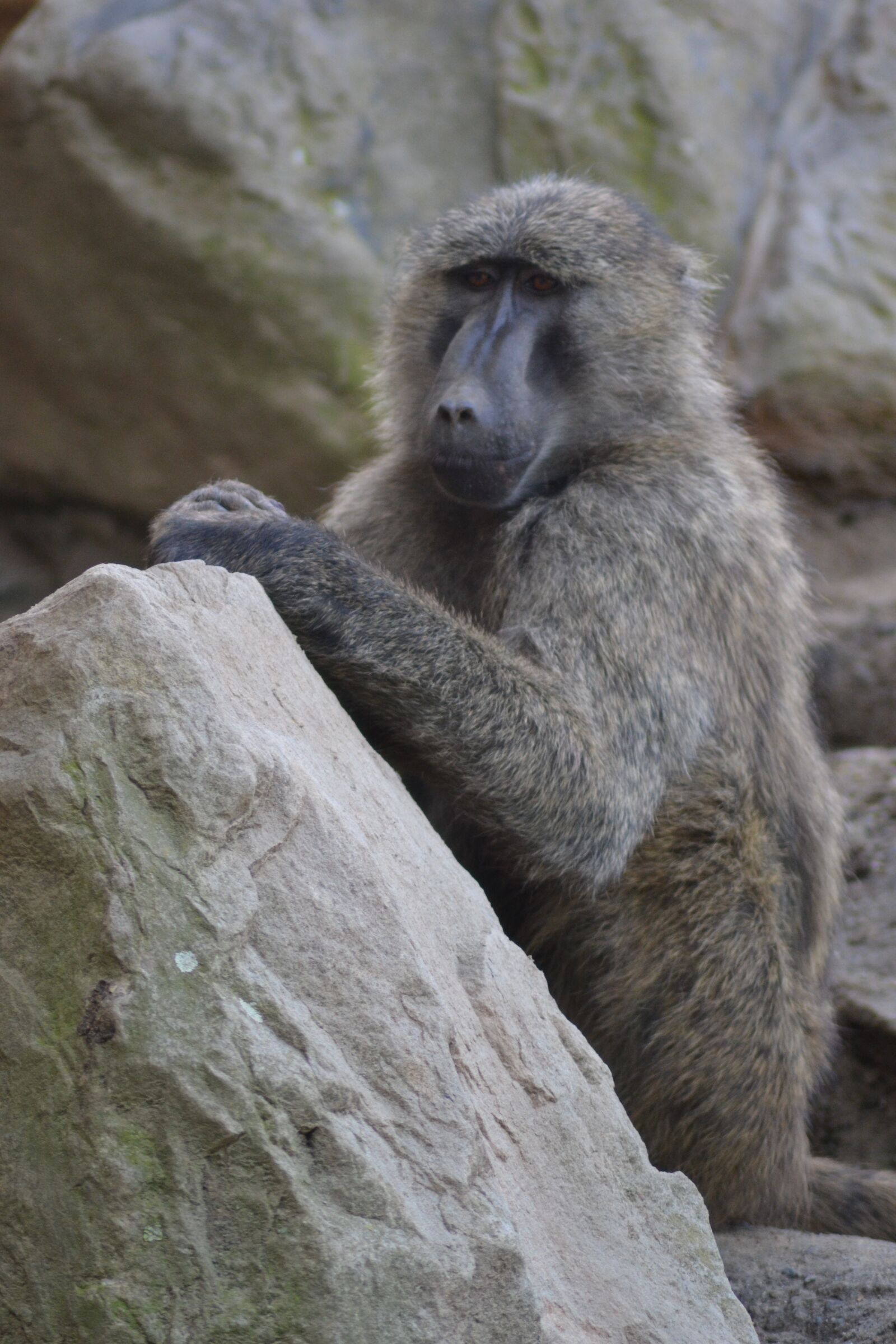 Nikon D3100 sample photo. Zoo, africa, baboon photography