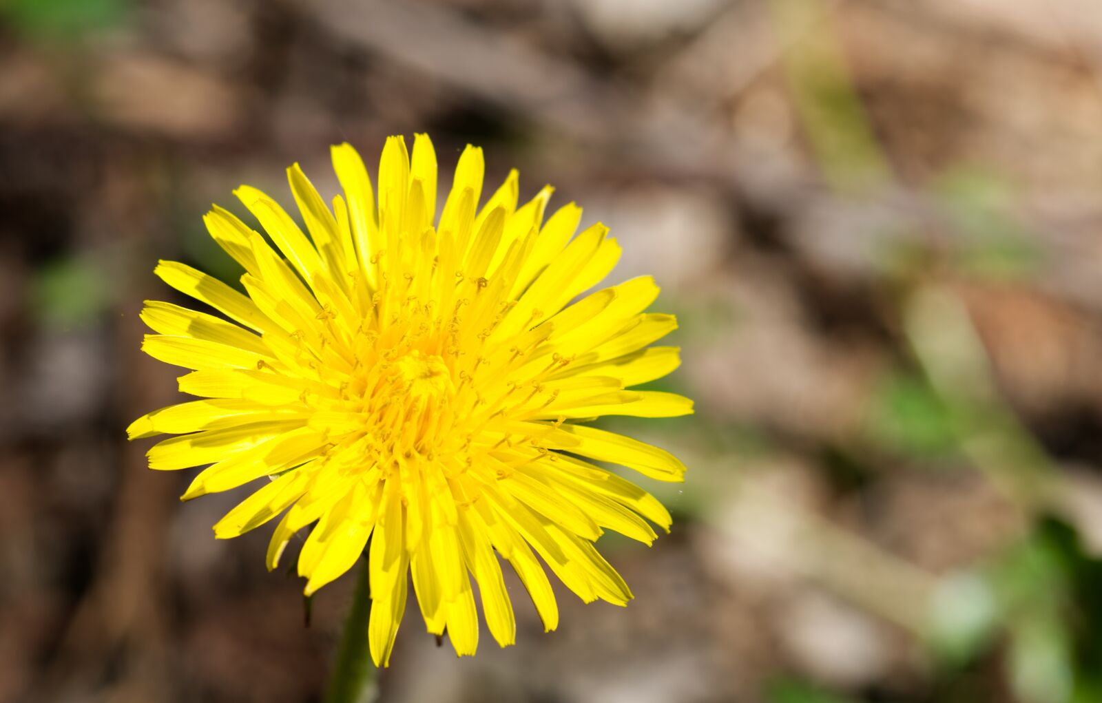 Nikon D5500 sample photo. Dandelion, blossom, bloom photography