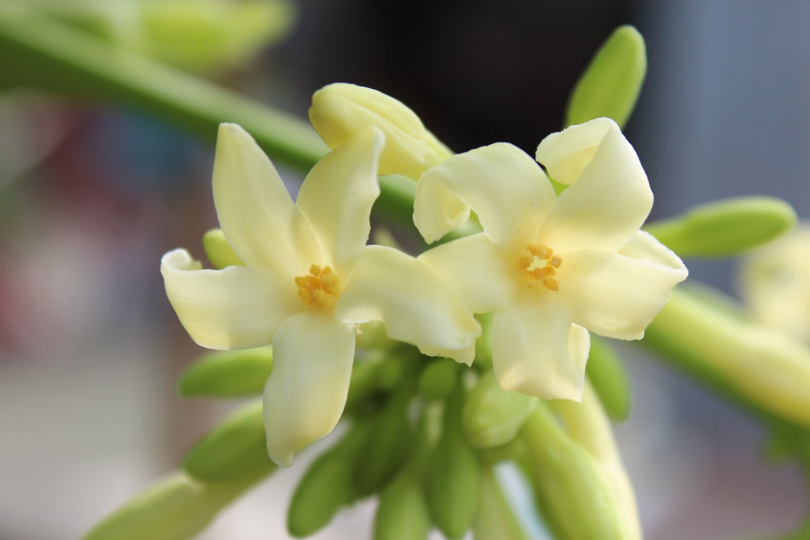 Canon EOS 600D (Rebel EOS T3i / EOS Kiss X5) sample photo. Flower, green, white photography