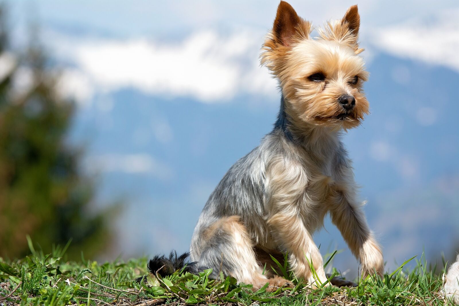 Nikon D7100 sample photo. Dog, small, animal photography