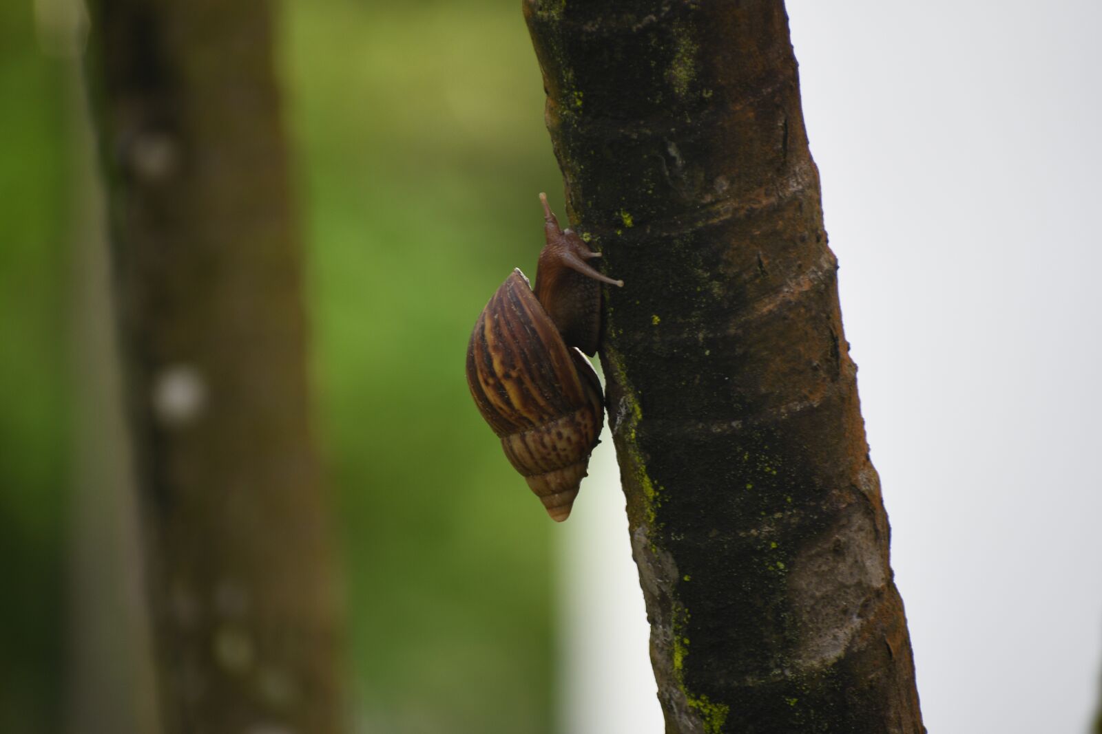 Nikon D7500 sample photo. Animal, snail, mollusk photography