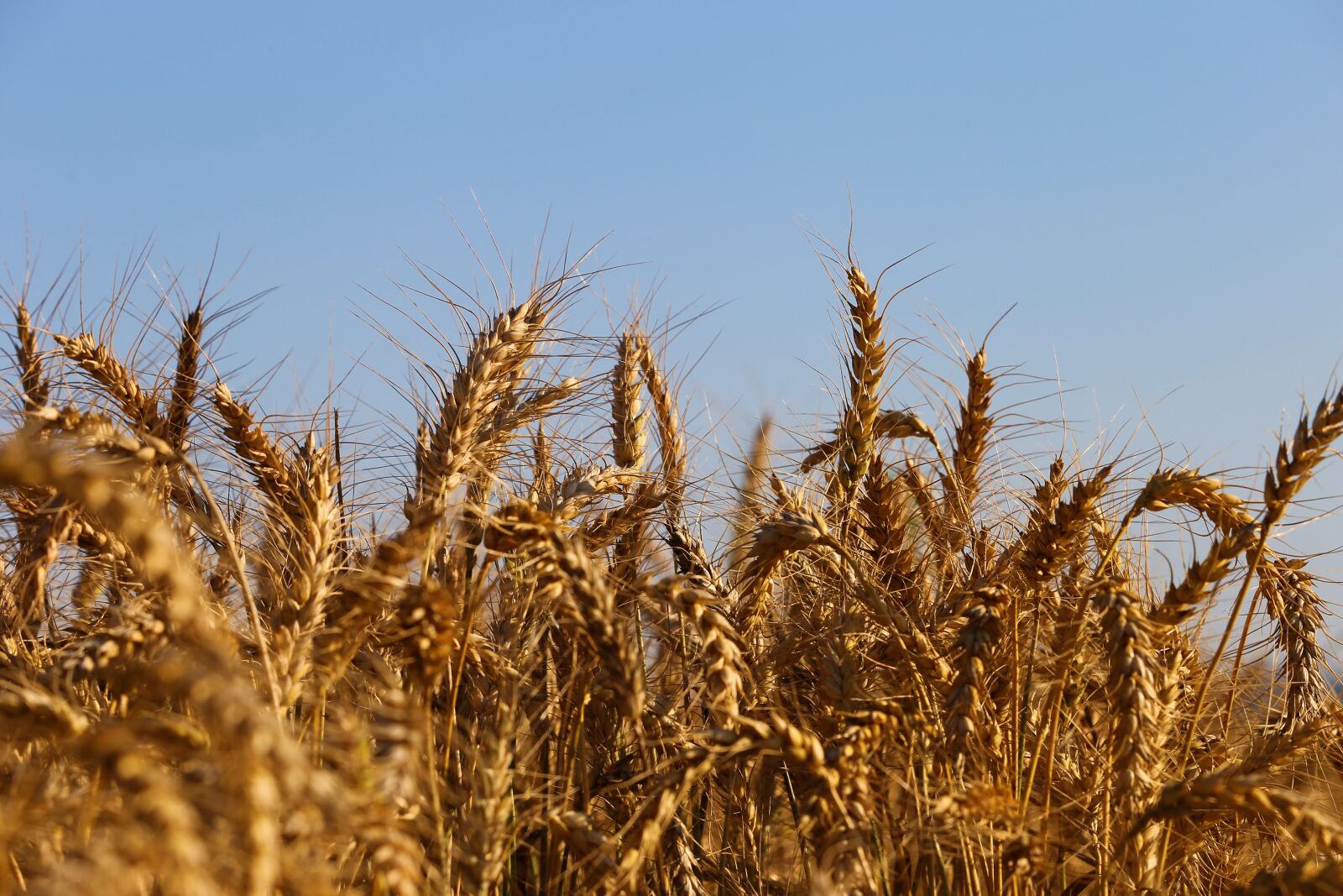 Canon EF 70-300 F4-5.6 IS II USM sample photo. Agriculture, wheat, plant photography